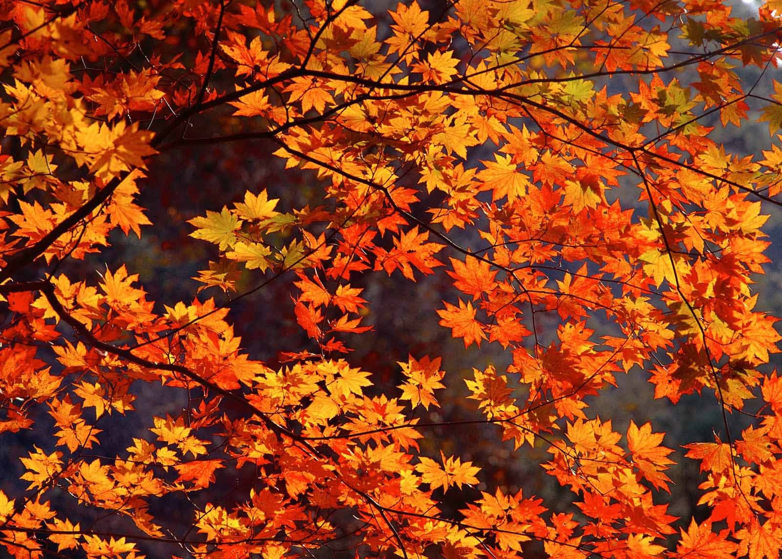 Schönesbild Von Herbst- Ahornblättern Wallpaper