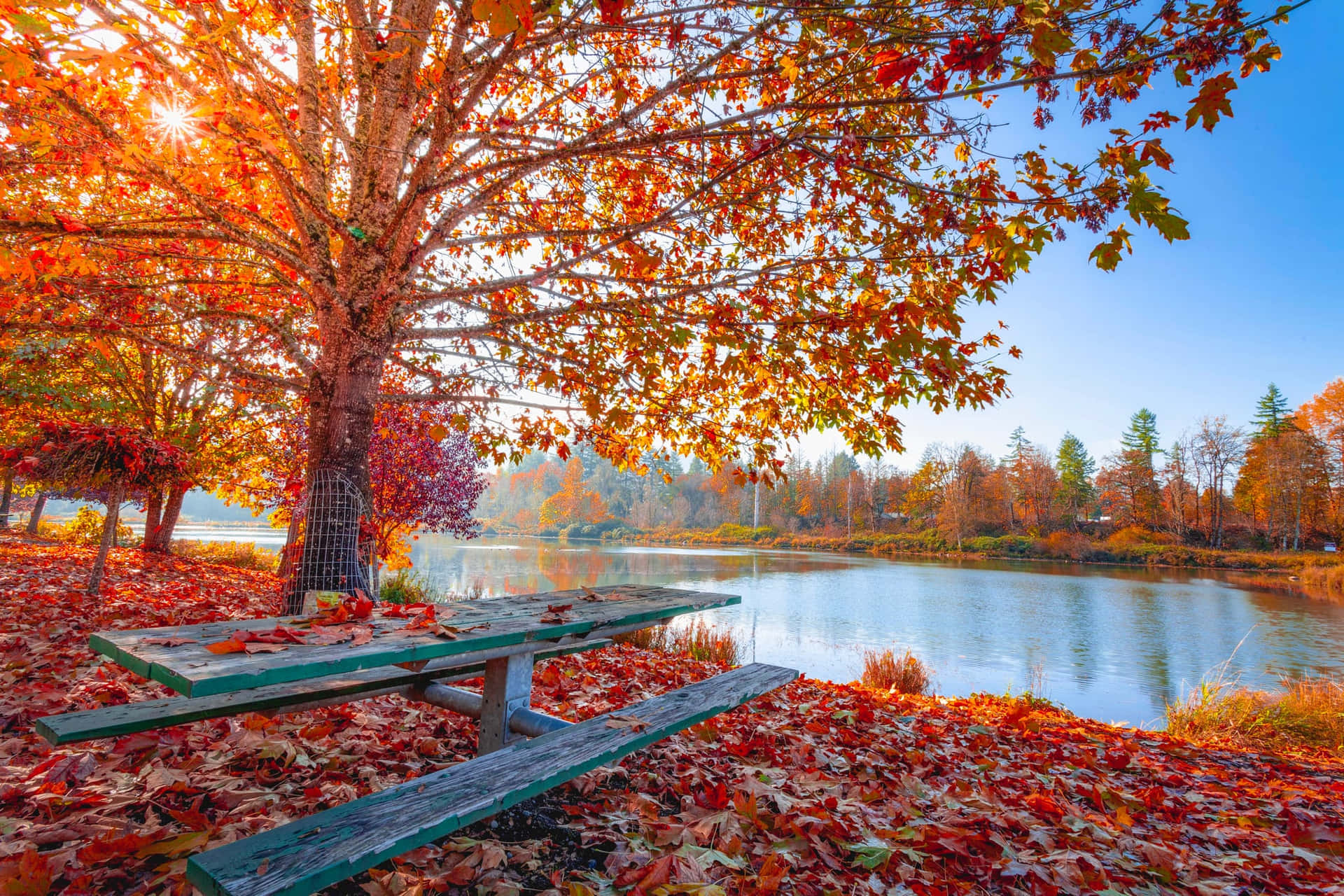 Park Lake Surrounded By Beautiful Fall Trees Pictures 2048 x 1365 Picture
