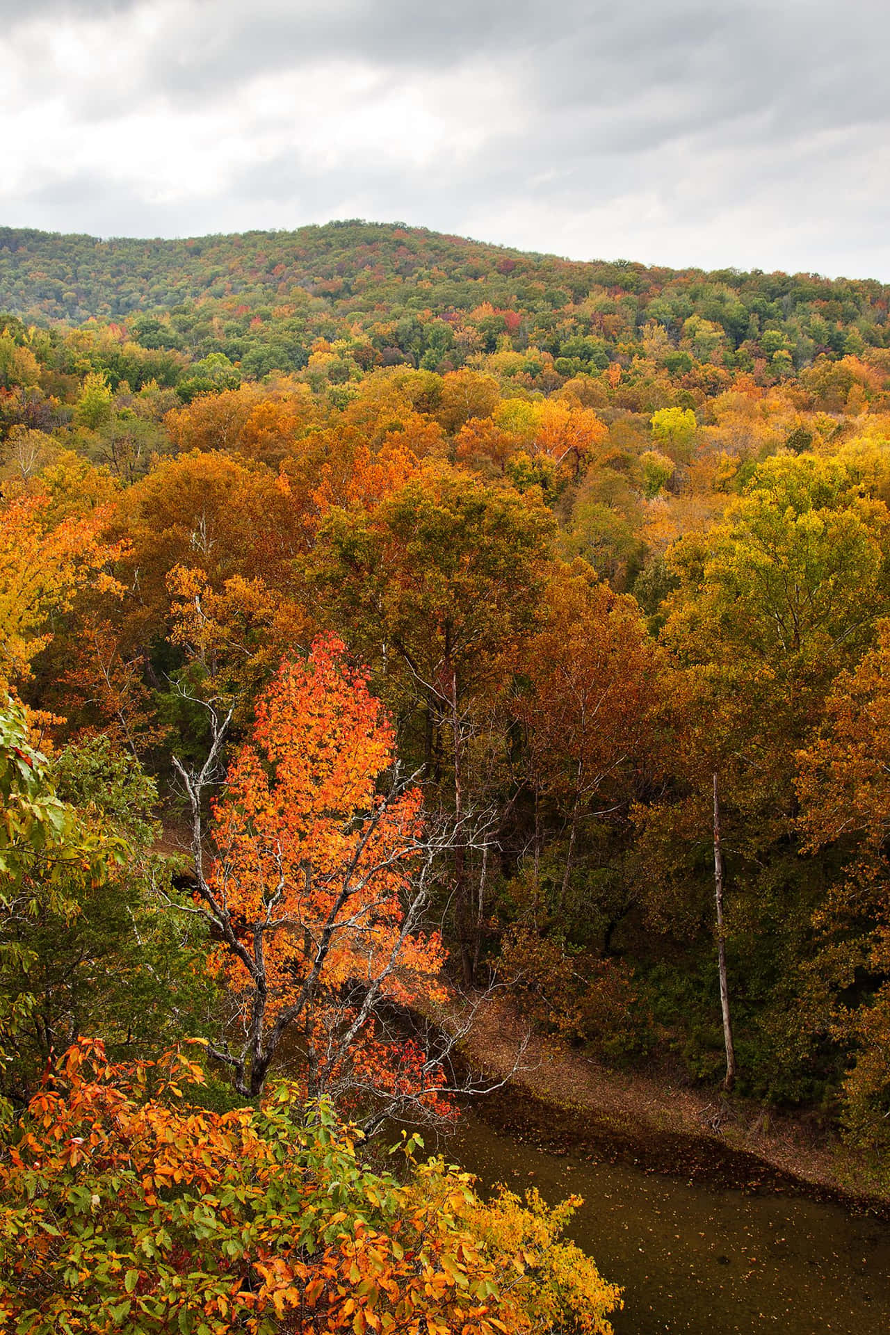 Mountain With Beautiful Fall Trees Pictures 1450 x 2175 Picture