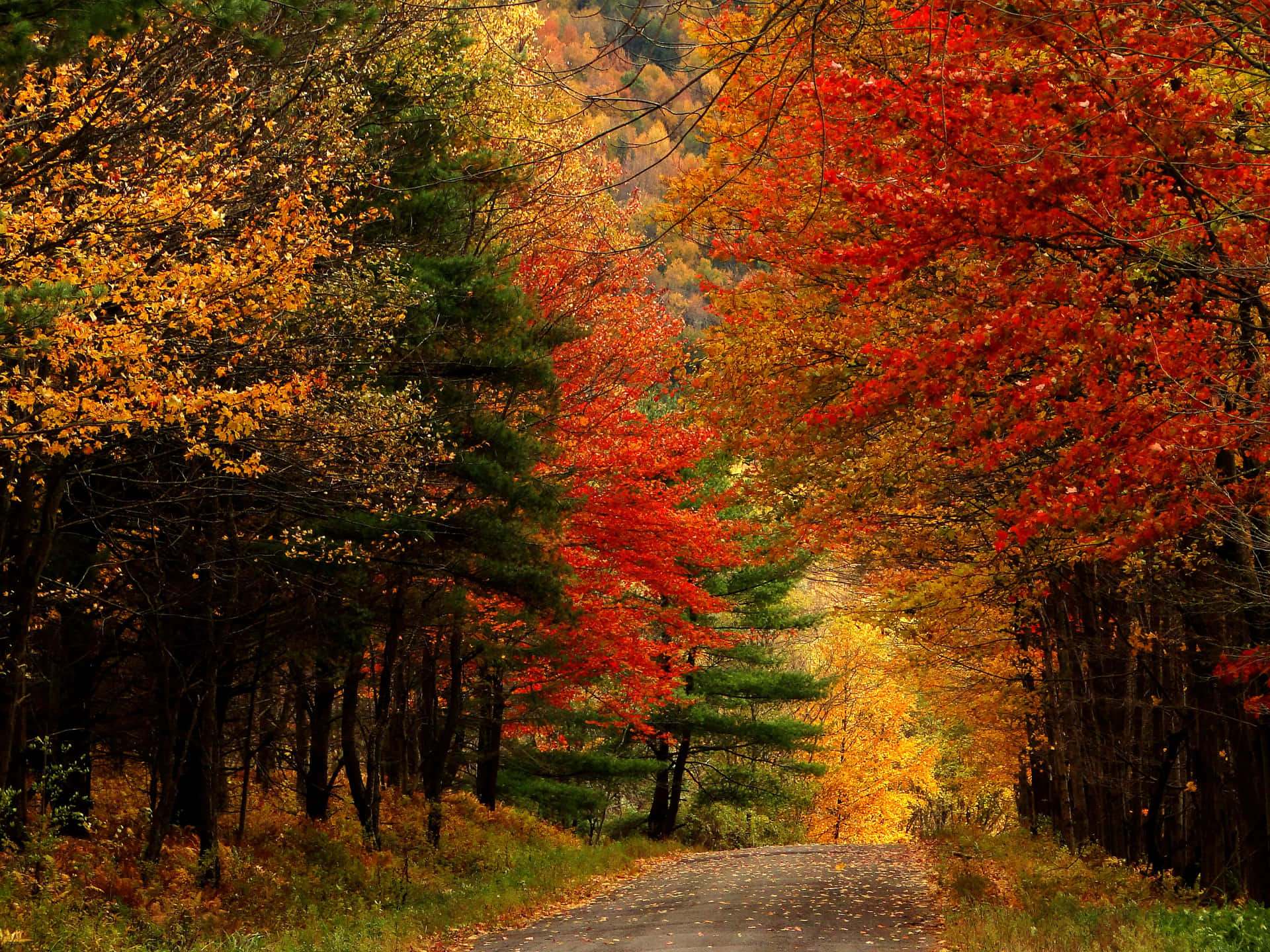 Road With Beautiful Fall Trees Pictures 3456 x 2592 Picture