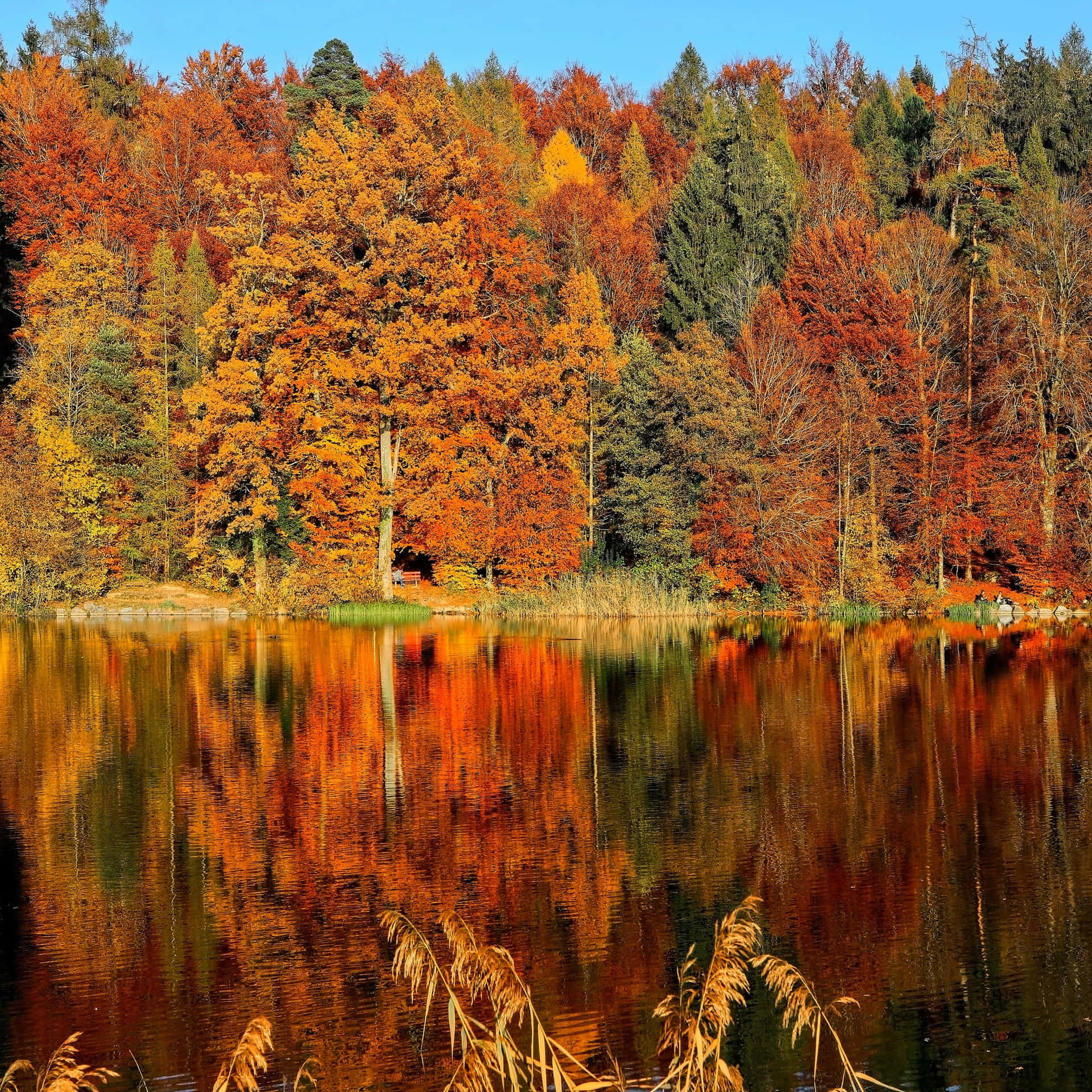 Beautiful Fall Trees Lake Reflection Pictures 2048 x 2048 Picture