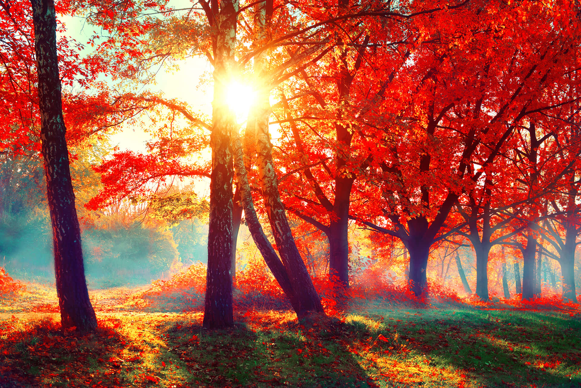 Forest Sunset Beautiful Fall Pictures 2800 x 1869 Picture
