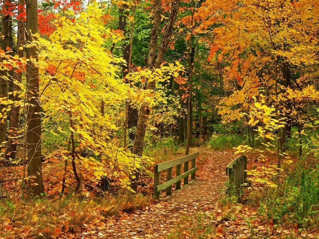 Bellissimaimmagine Di Un Sentiero Nel Bosco D'autunno Sfondo