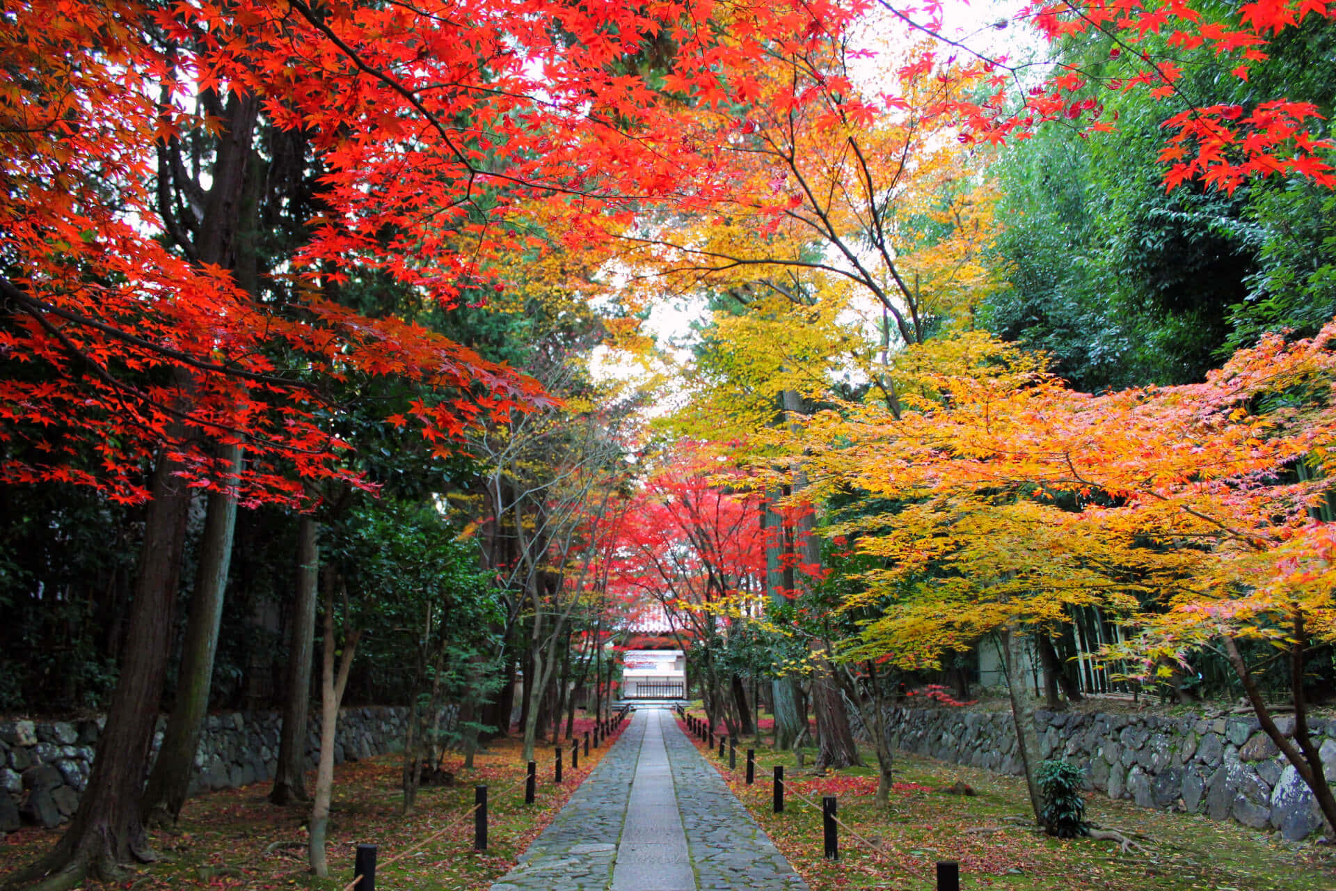 Rokuo-in Temple Beautiful Fall Pictures 1920 x 1280 Picture