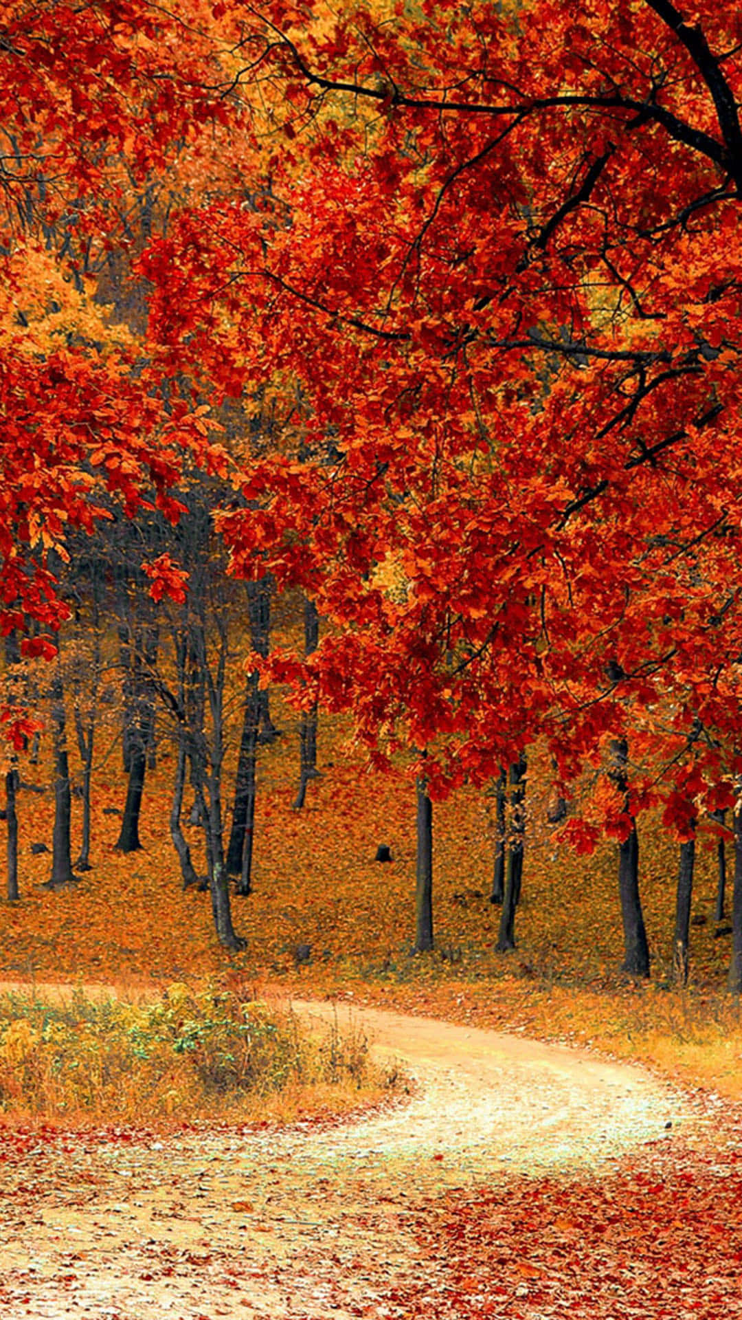 Curve Path With Beautiful Fall Trees Pictures 1080 x 1920 Picture