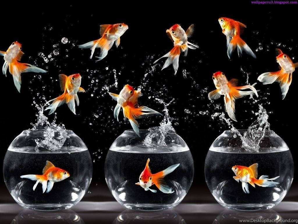 Download Beautiful Fish Jumping Wallpaper 
