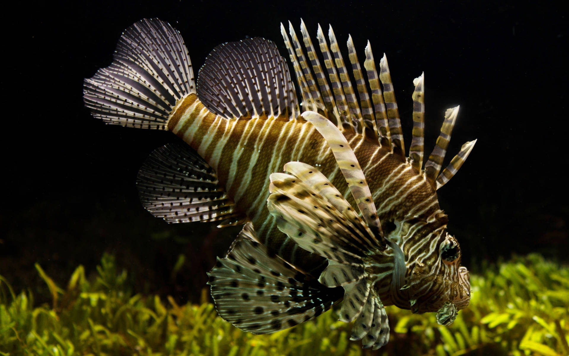 Beautiful Fish Lionfish