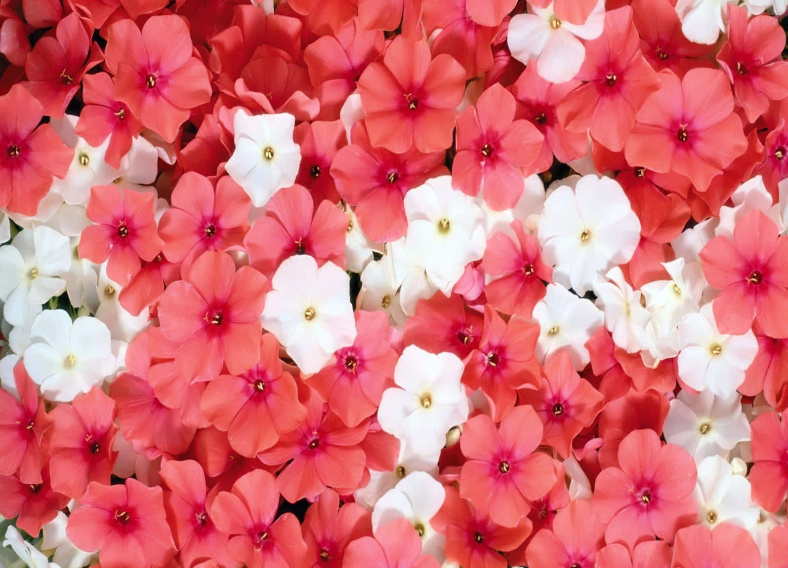 Ennärbild Av Röda Och Vita Blommor