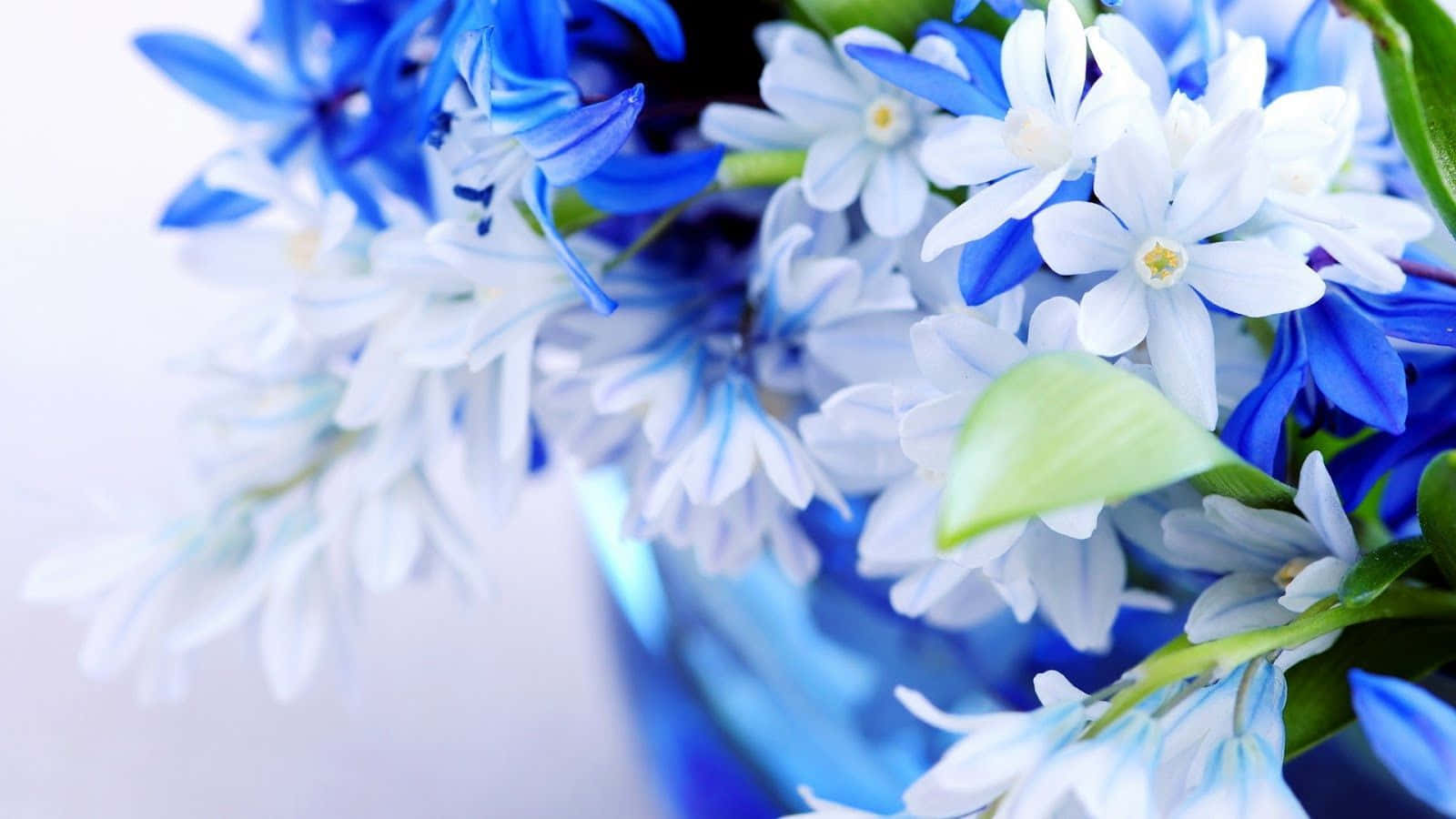 Blåoch Vita Blommor I En Vas