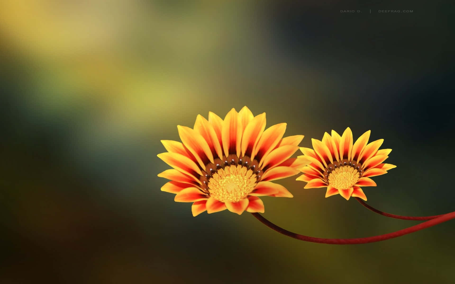 Two Yellow Flowers Are Sitting On A Branch