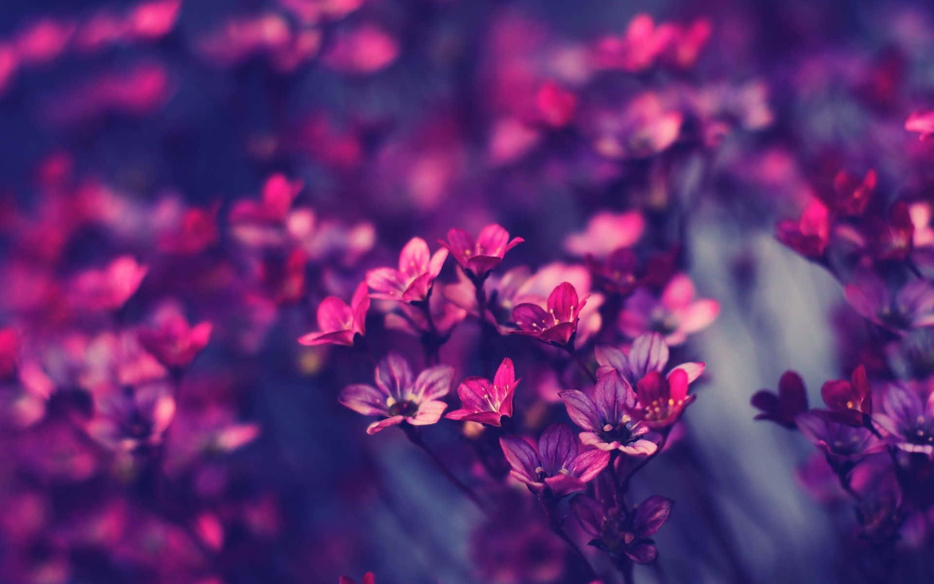 Purple Flowers In A Dark Background