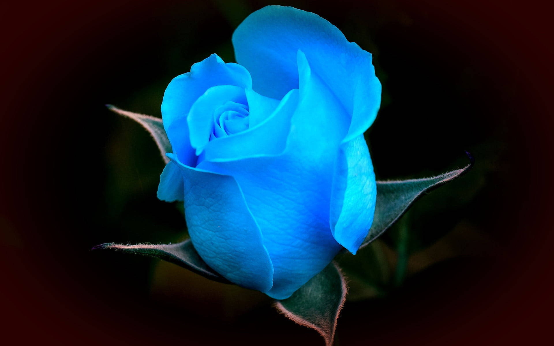 Beautiful Flower Blue Rose Picture