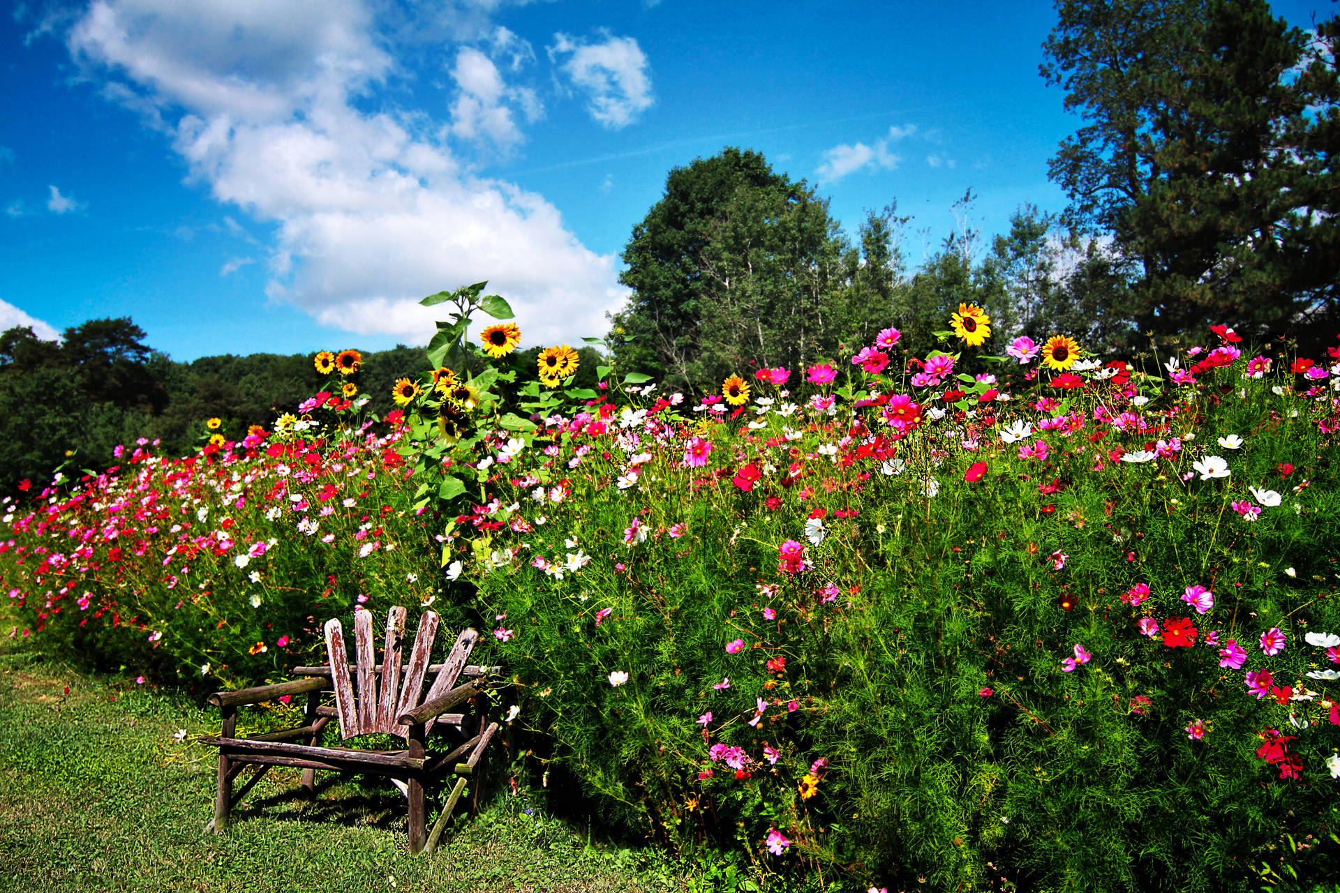 Beautiful Flower Garden With Chair Wallpaper