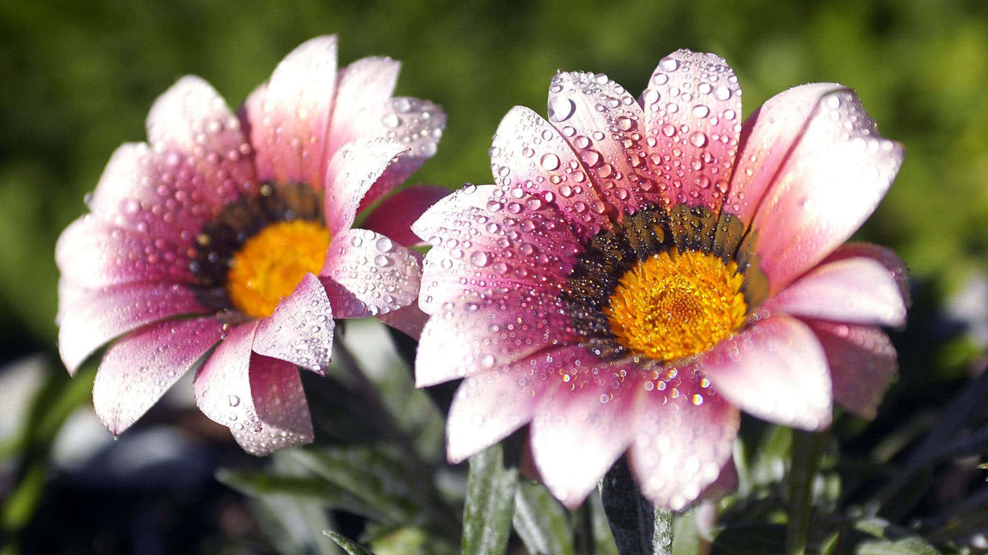 Two Pink Flowers With Water Droplets On Them