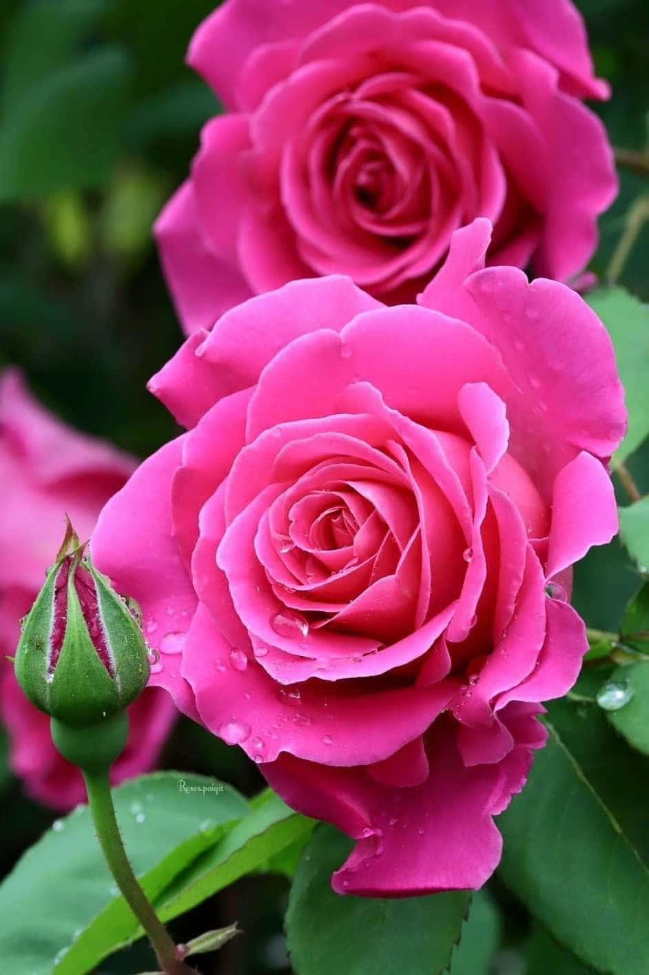 Rosarosen Blühen Im Garten