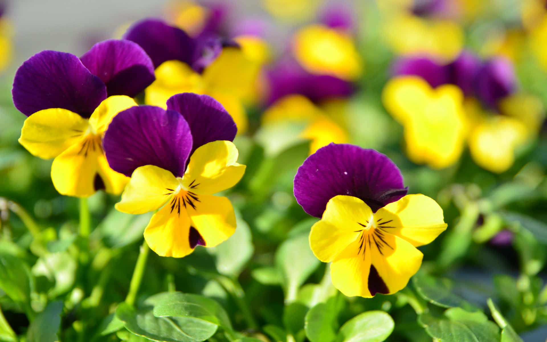 A Group Of Purple And Yellow Pansies Are Growing In The Ground