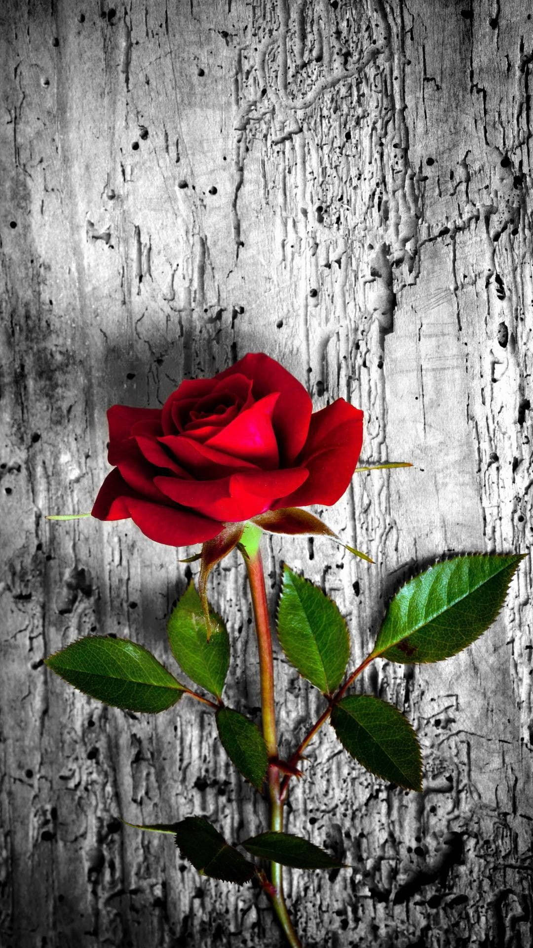 Beautiful Flower Red Rose Picture