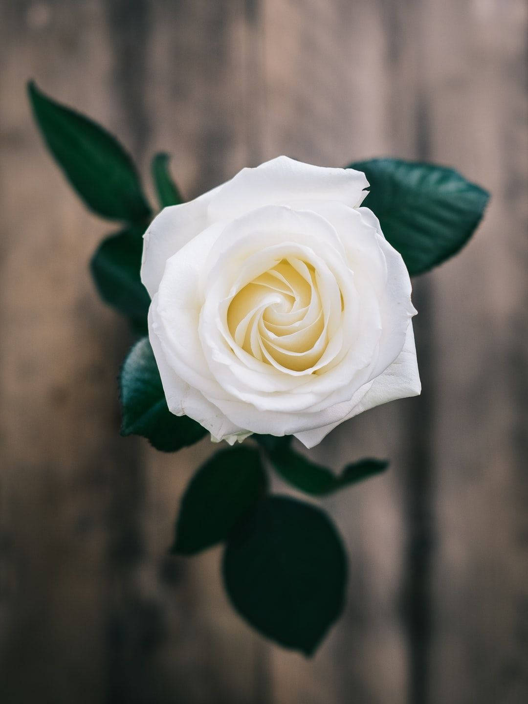 Beautiful Flower White Rose With Leaves Picture