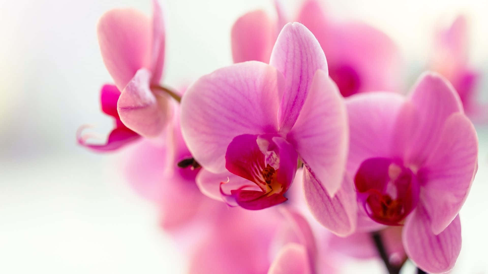 Rare Orchid Beautiful Flowers Pictures 1920 x 1080 Picture