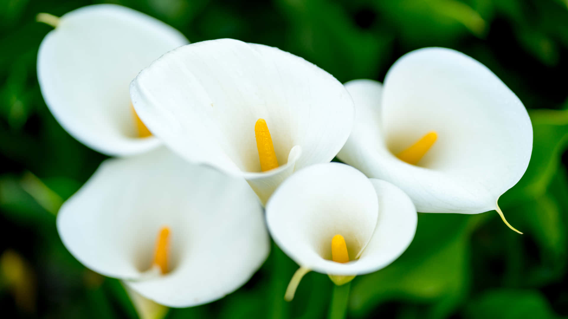 Calla Lily Beautiful Flowers Pictures 1920 x 1080 Picture