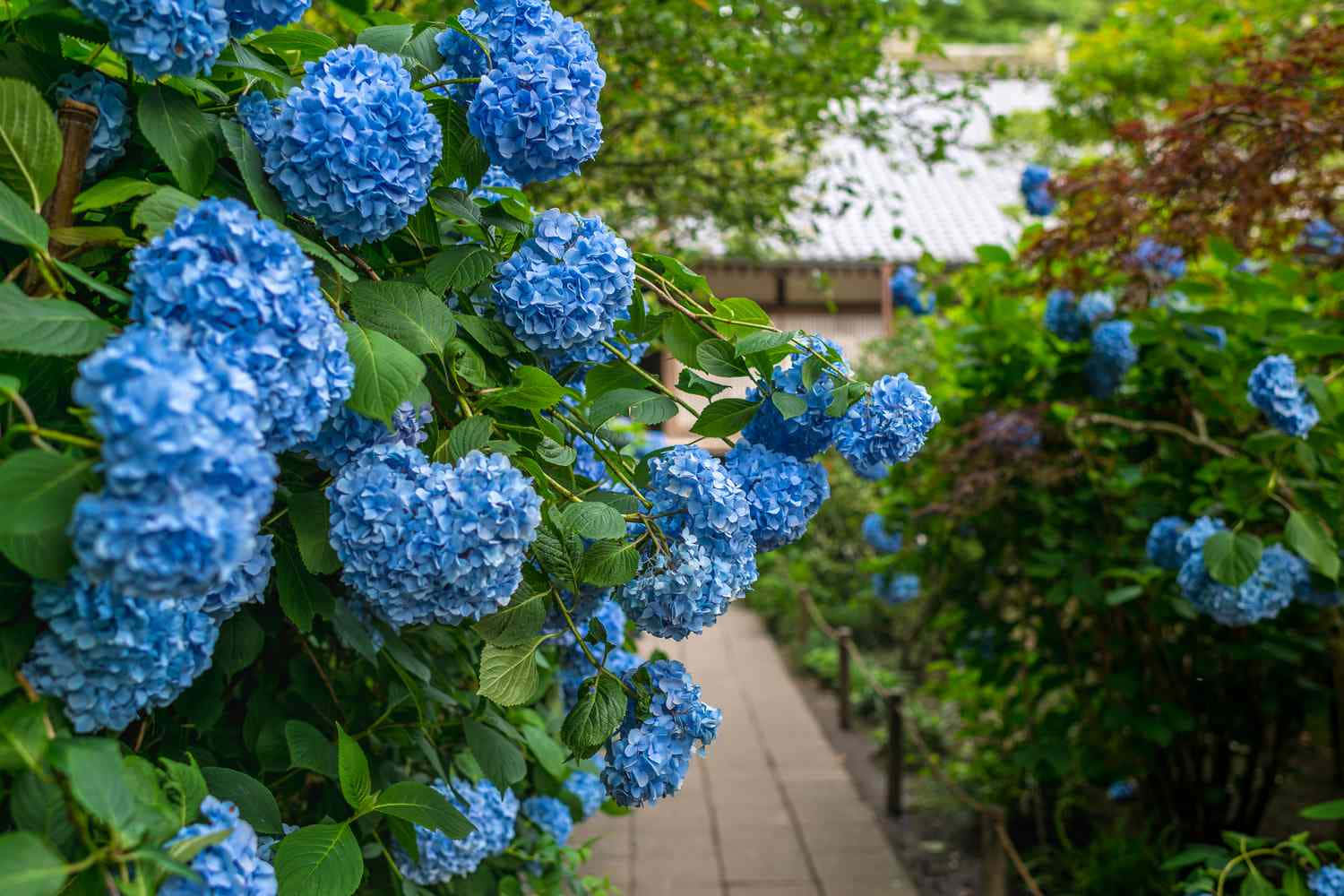 Hydrangea Beautiful Flowers Pictures 1500 x 1000 Picture