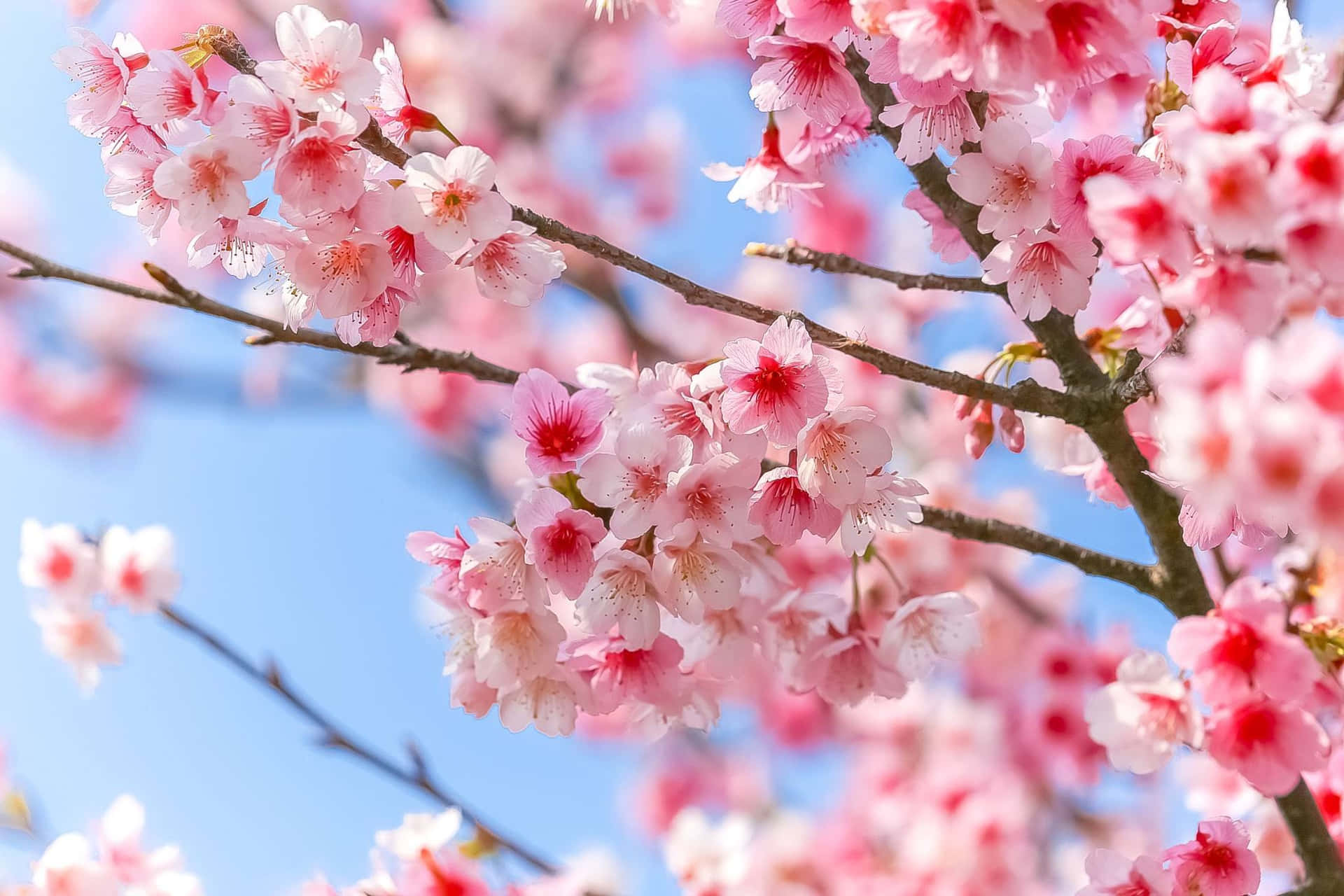 Sakura Beautiful Flowers Pictures 2048 x 1365 Picture