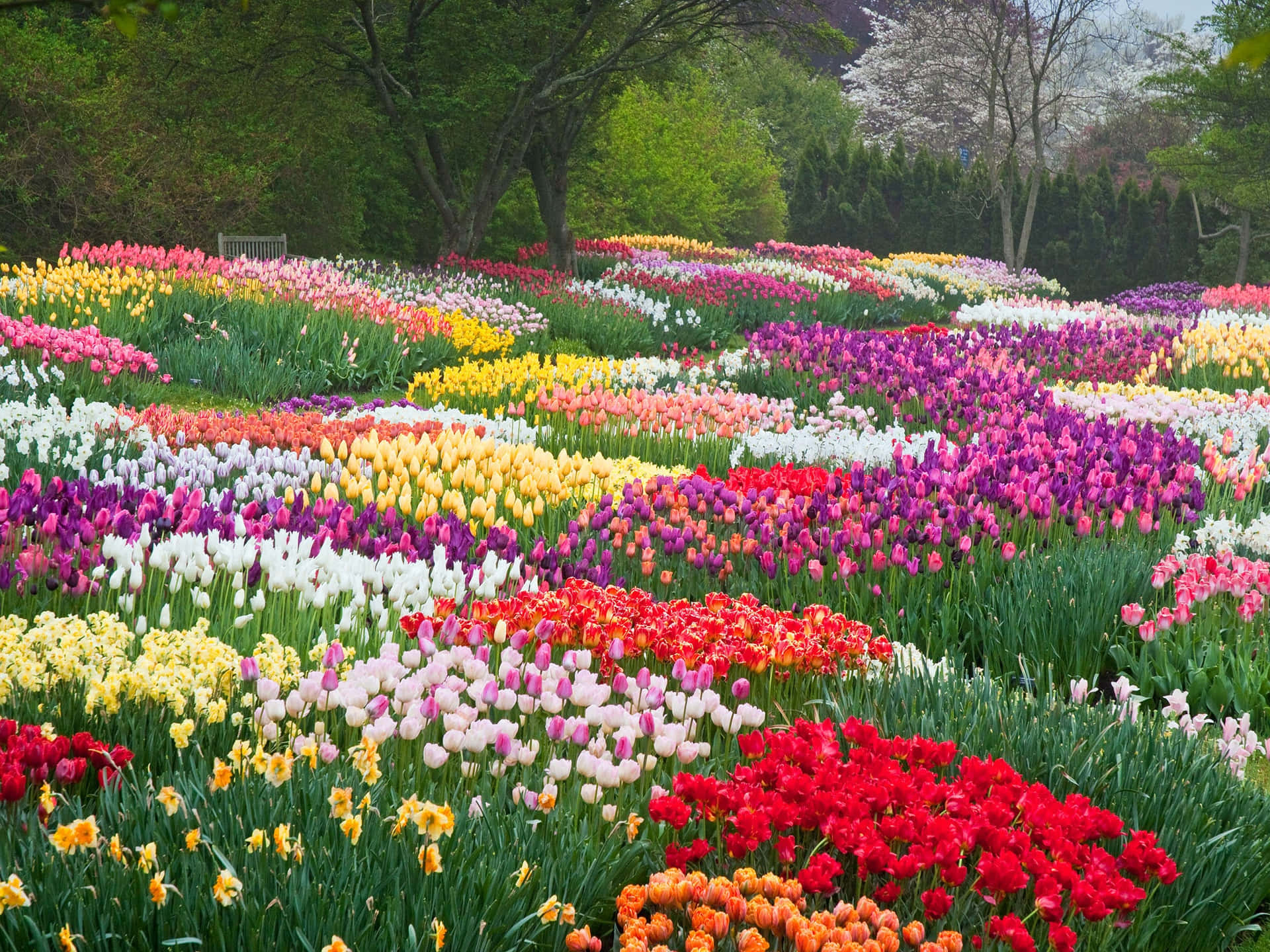 Tulip Garden Beautiful Flowers Pictures 2048 x 1536 Picture