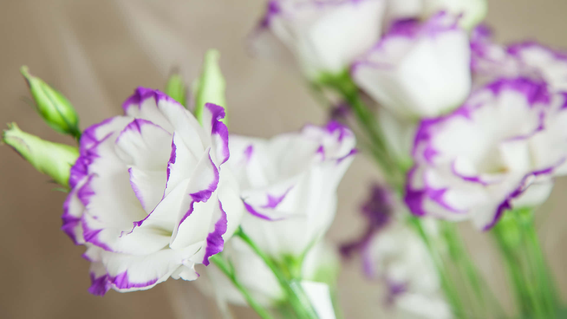 Lisianthus Beautiful Flowers Pictures 1920 x 1080 Picture