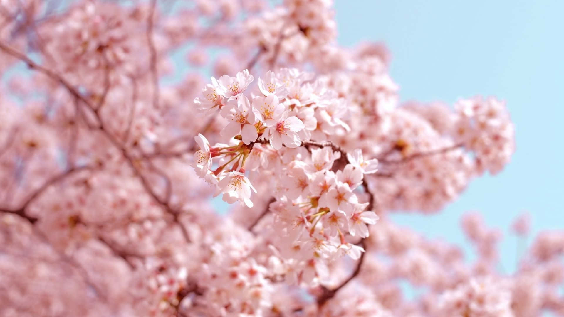 Cherry Blossom Beautiful Flowers Pictures 1920 x 1080 Picture