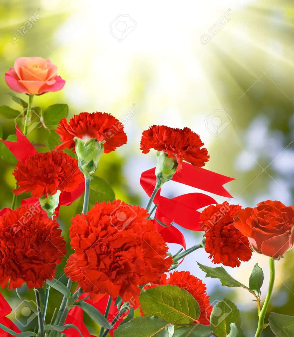 Red Carnation Beautiful Flowers Pictures
