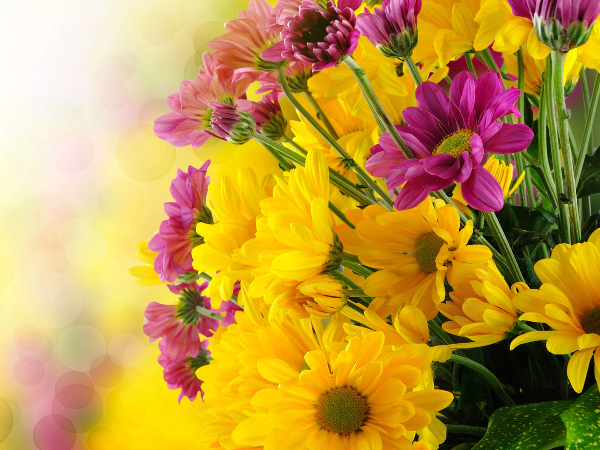 Yellow Beautiful Flowers Pictures 1920 x 1440 Picture
