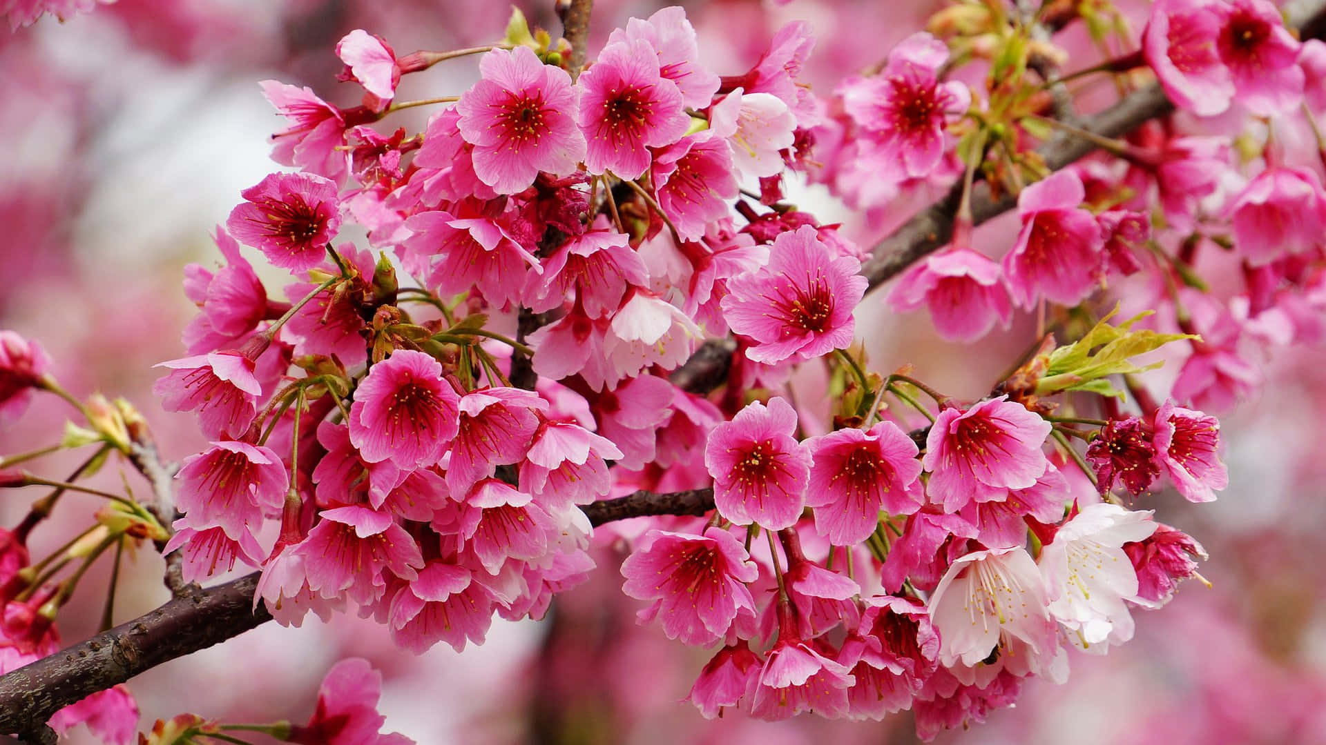 Okinawa Cherry Blossoms Beautiful Flowers Pictures 1920 x 1080 Picture