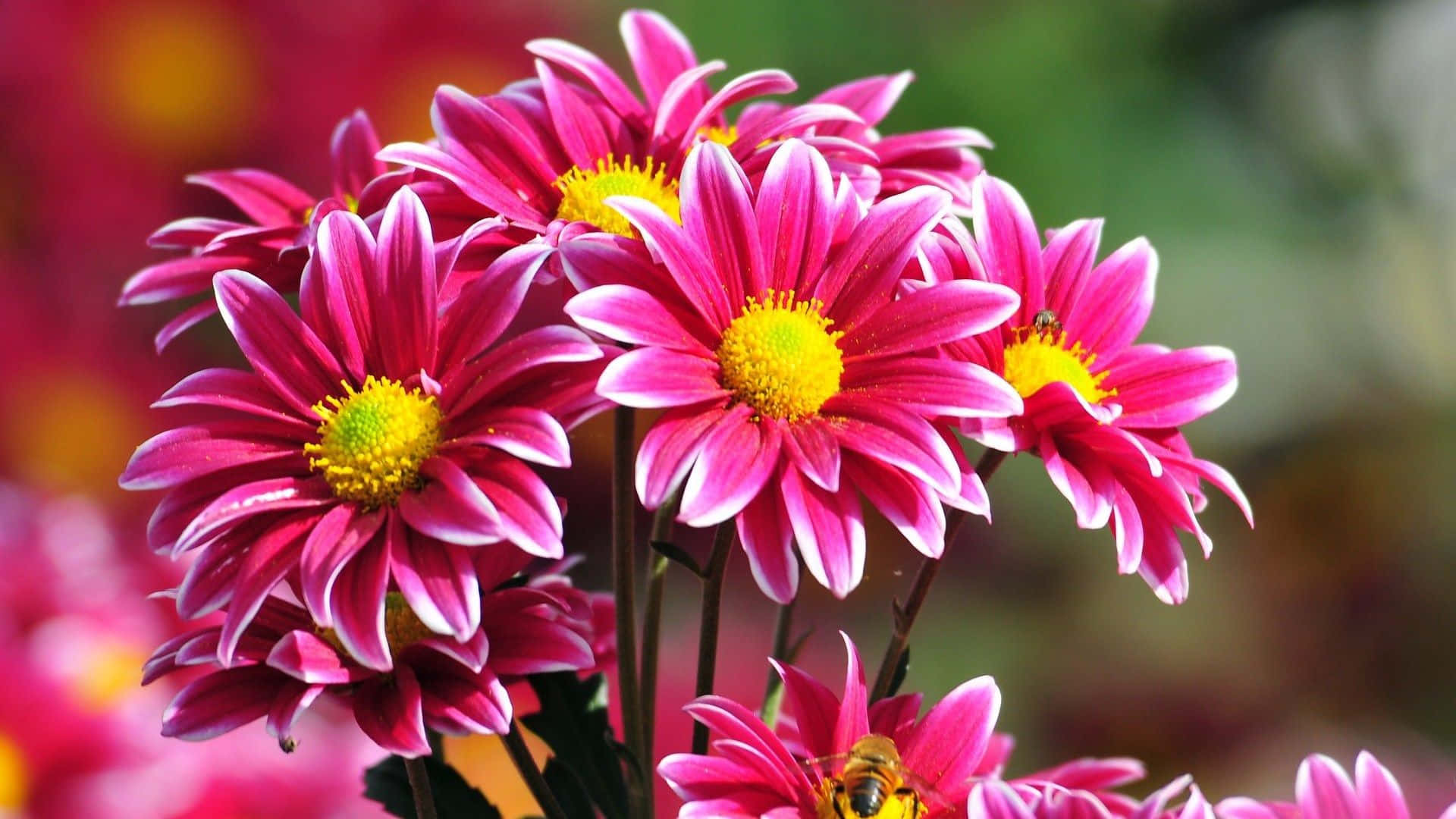 Summer Perennial Beautiful Flowers Pictures 1920 x 1080 Picture