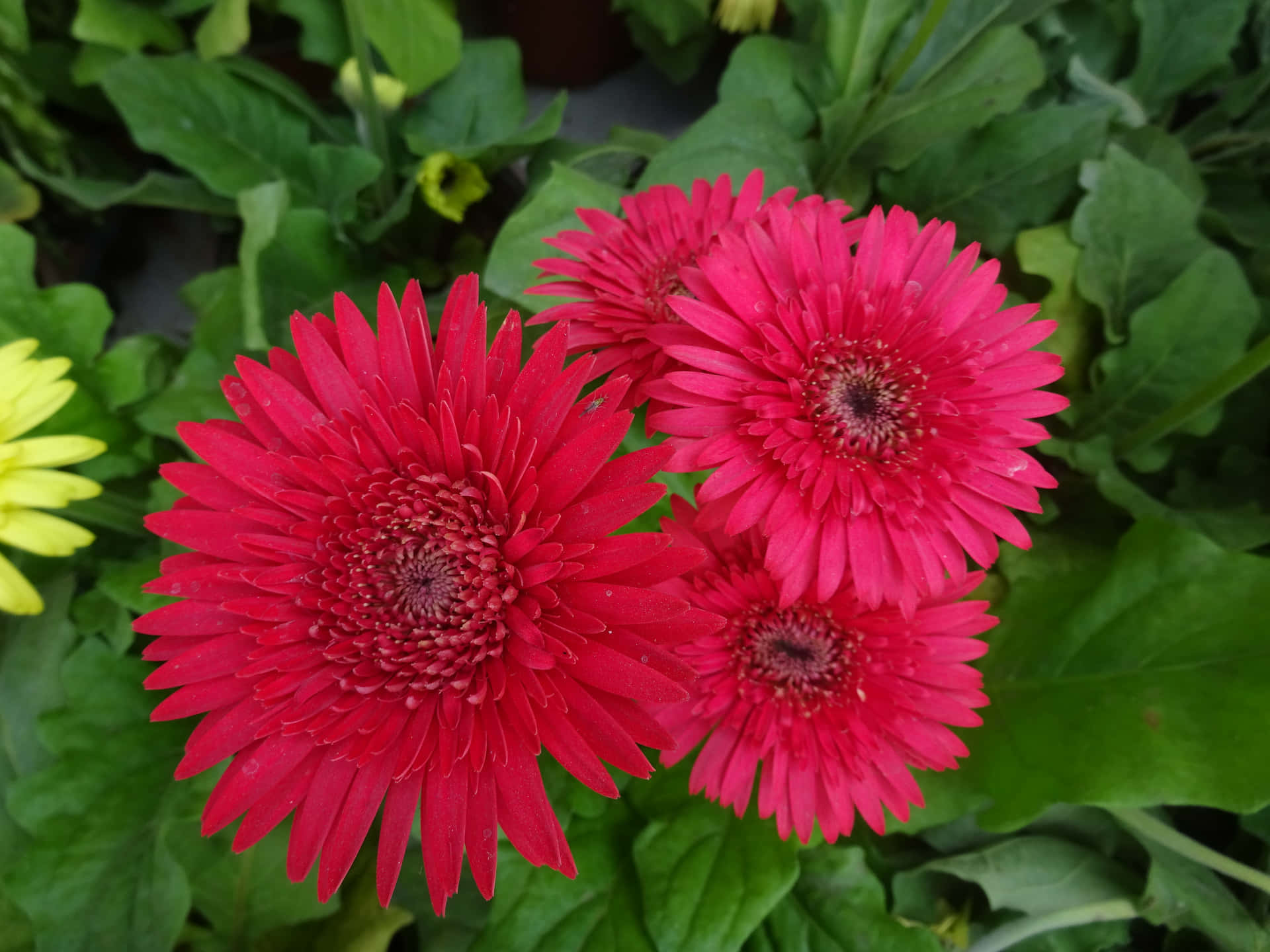 Gerbera Daisy Beautiful Flowers Pictures 4896 x 3672 Picture