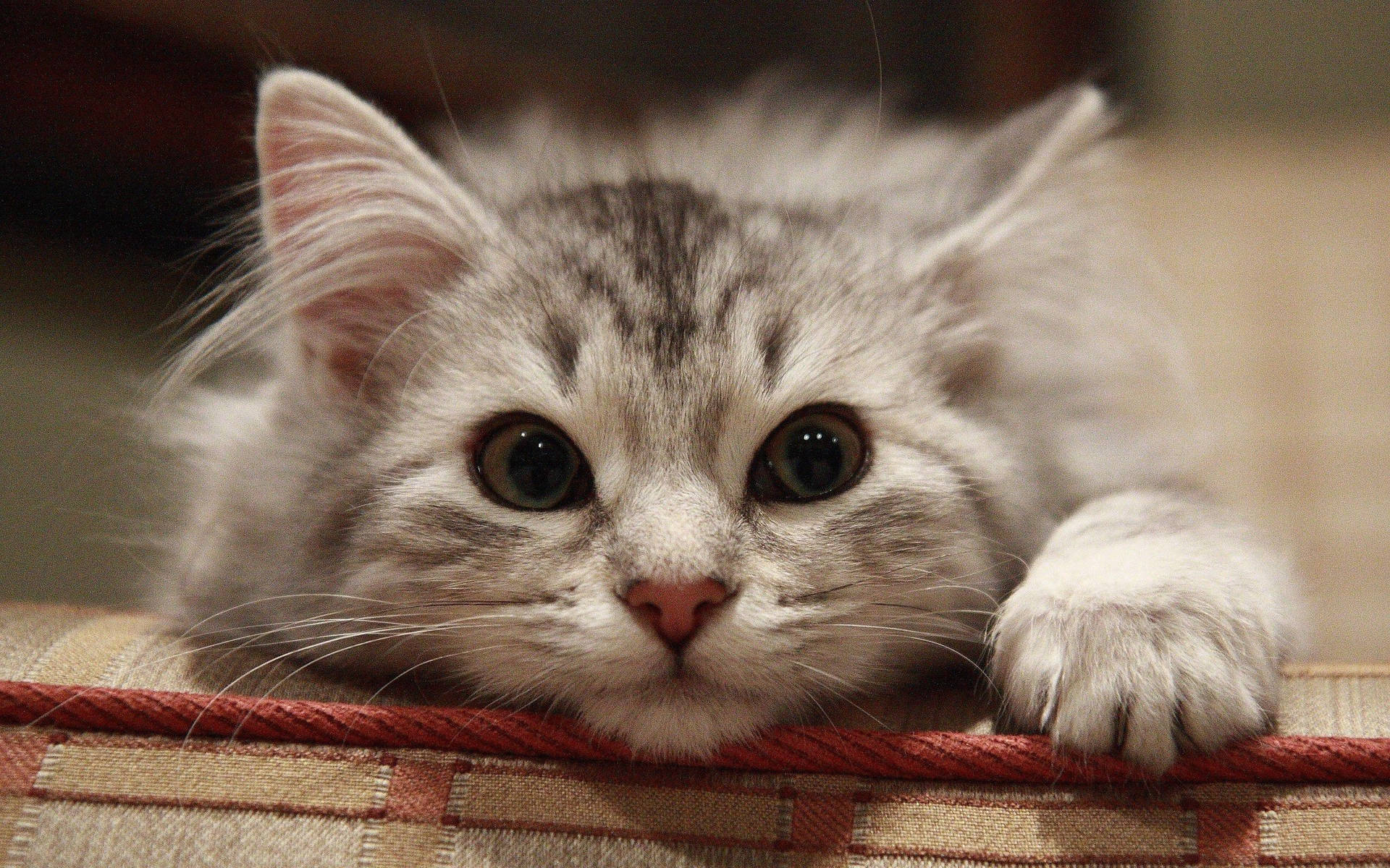 Beautiful Fluffy Grey Cat