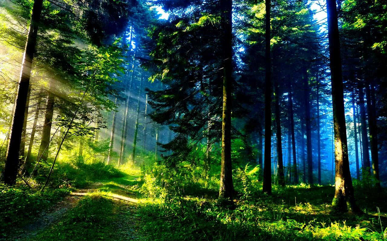 Enchanting Forest Scenery Wallpaper