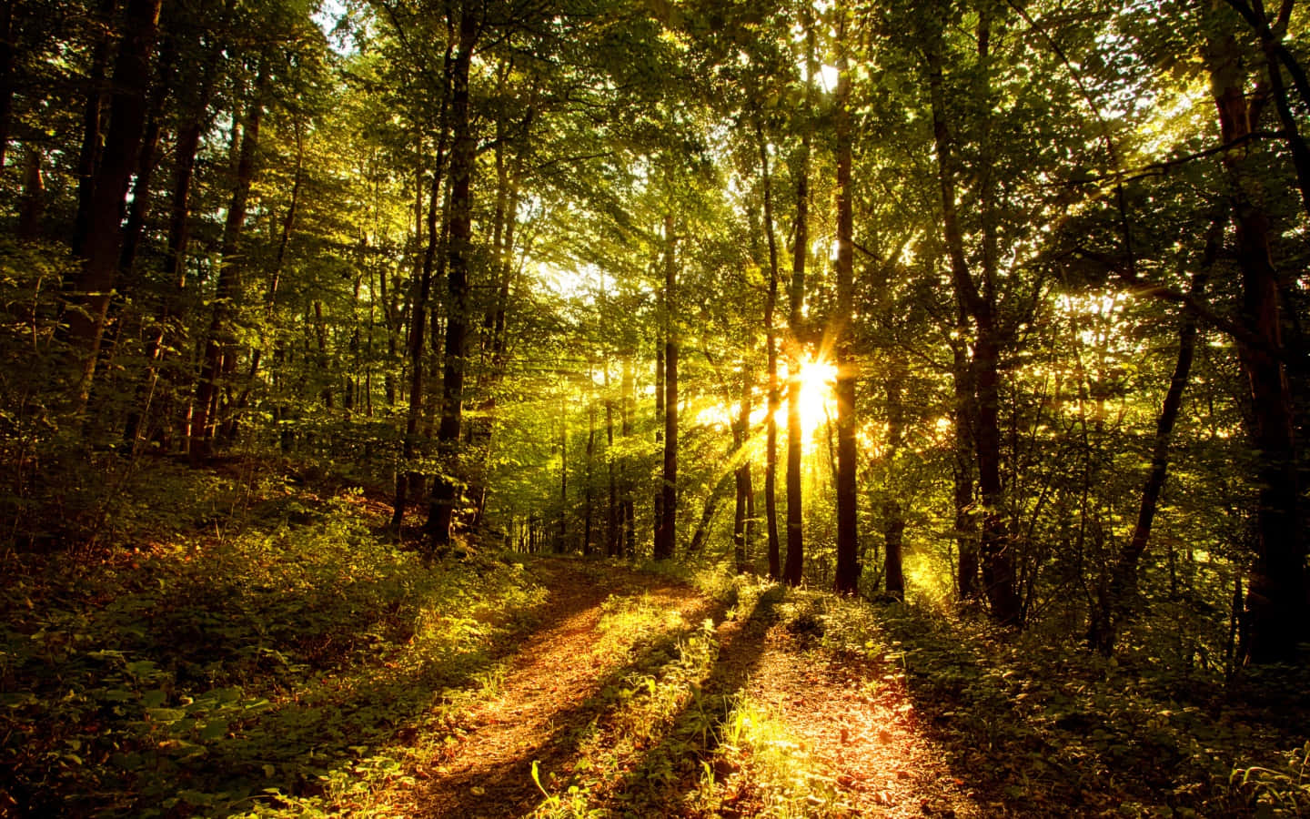 Enchanting Sunlight Filtering Through a Lush Forest Wallpaper