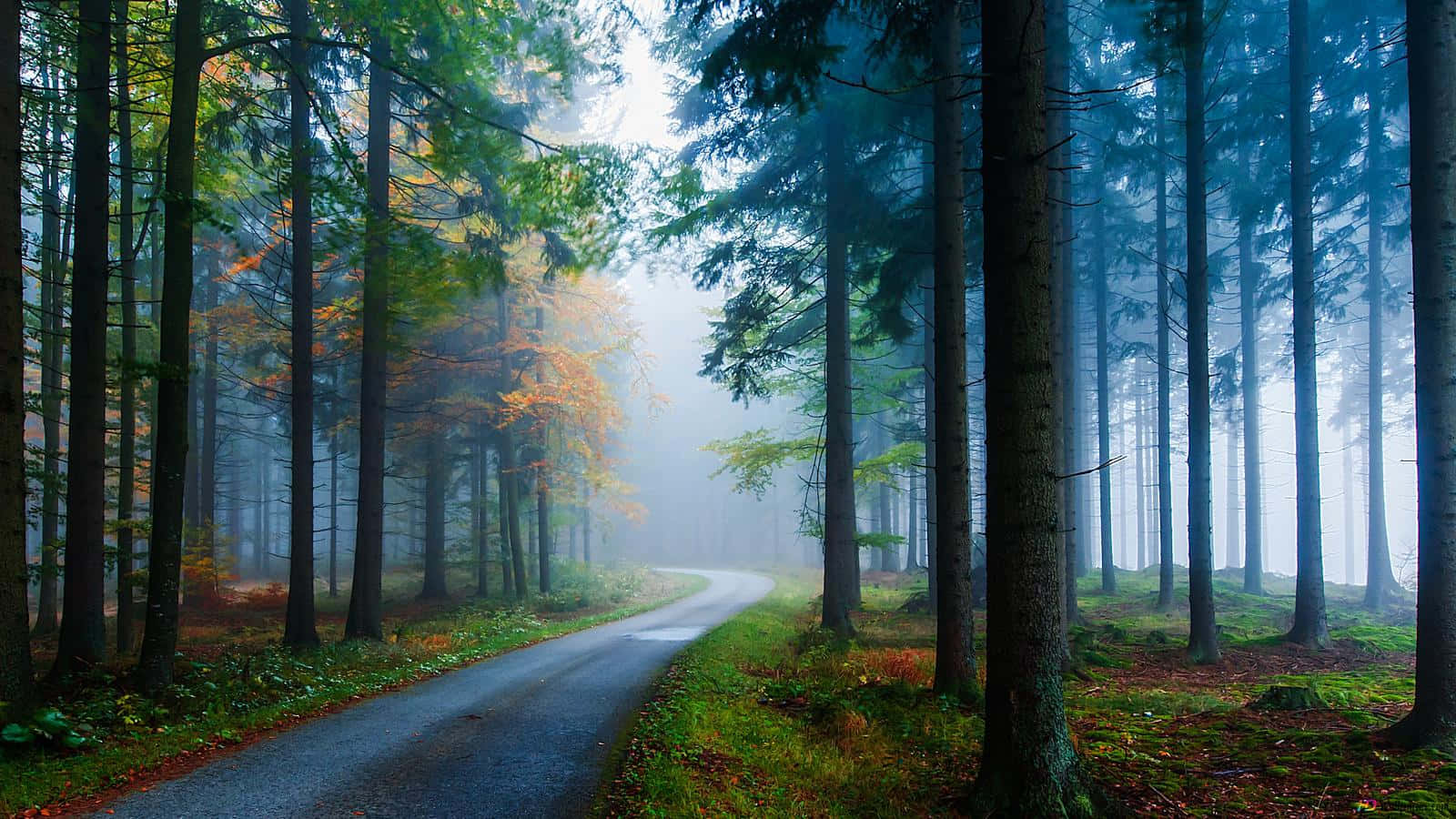 Enchanting Sunrays in the Beautiful Forest Wallpaper