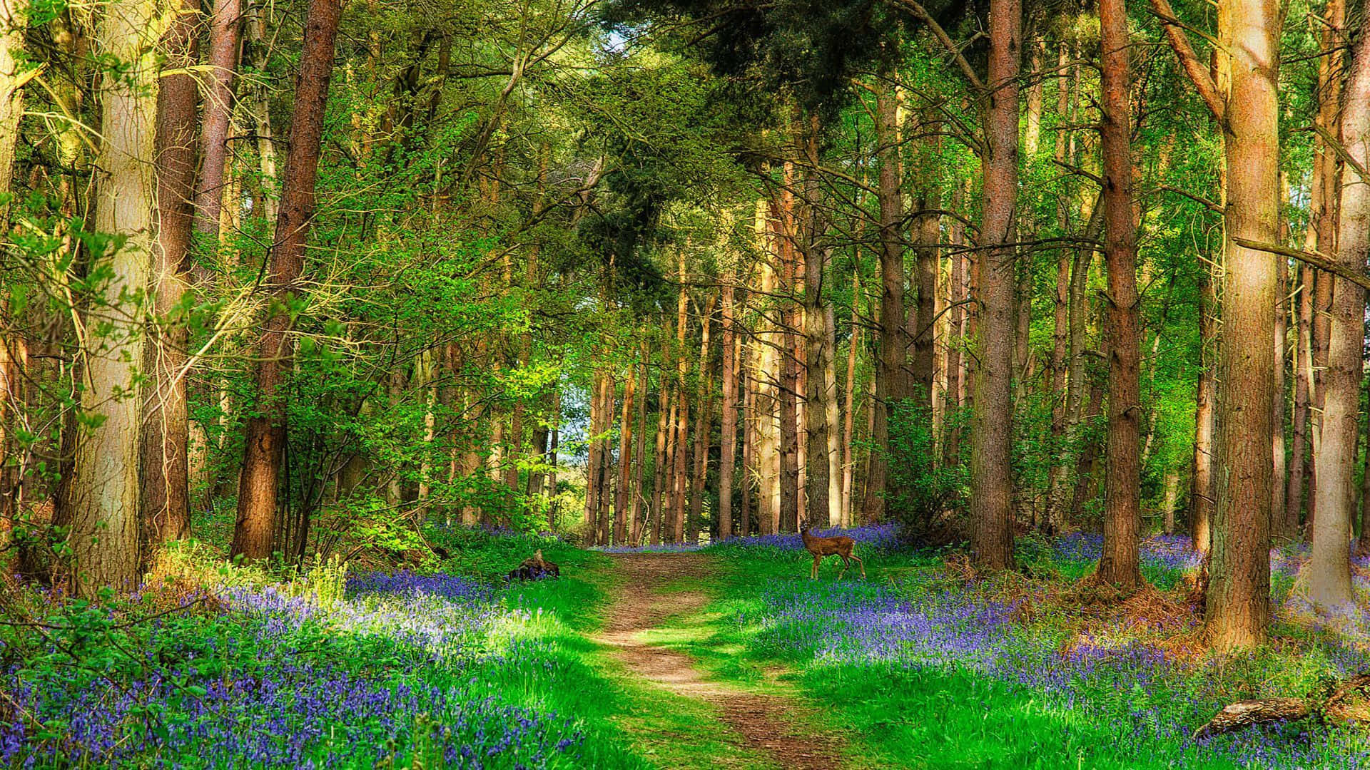 Enchanting Pathway in a Beautiful Forest Wallpaper