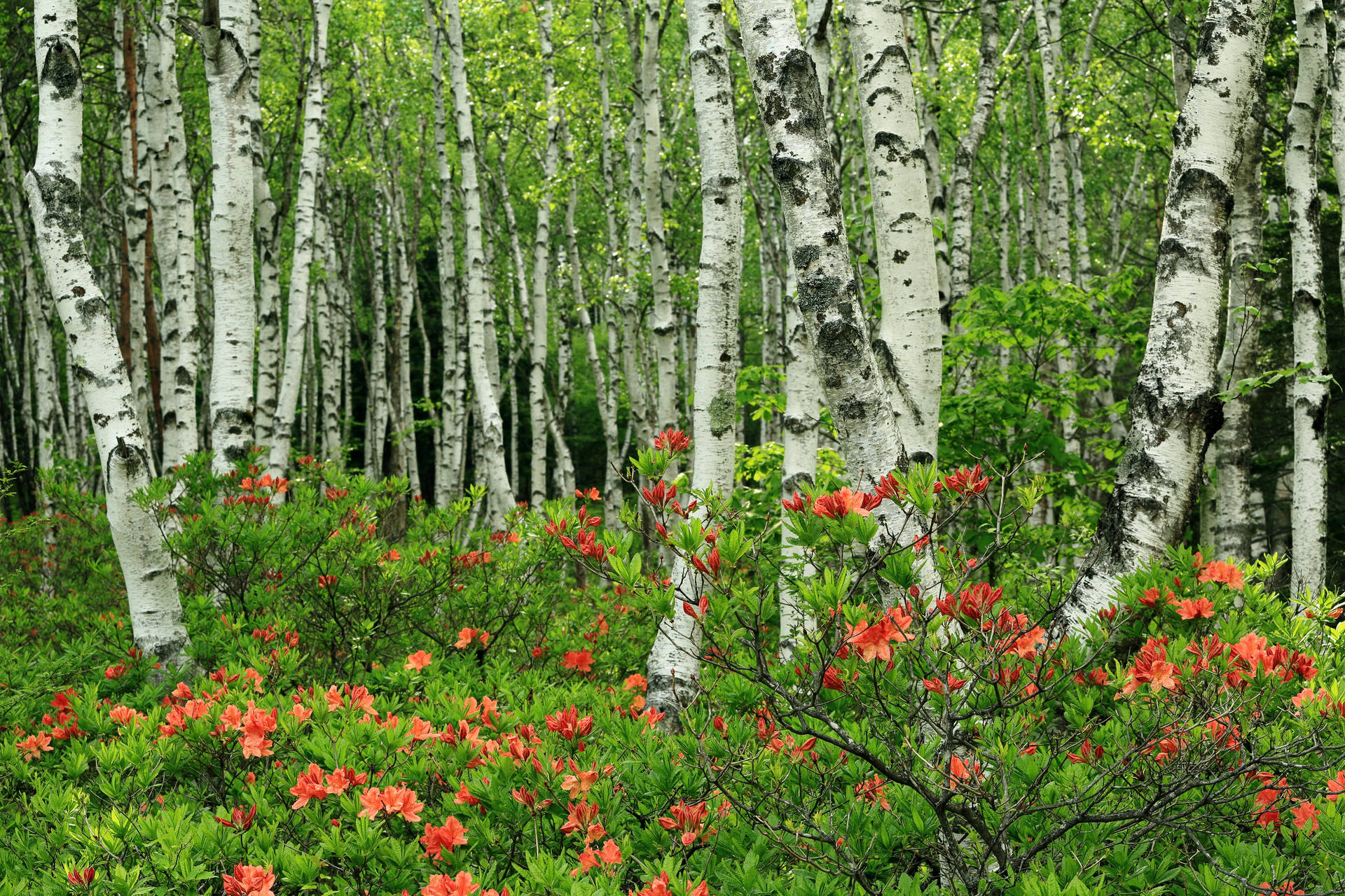 Beautiful Forest Green Birch Tree Wallpaper