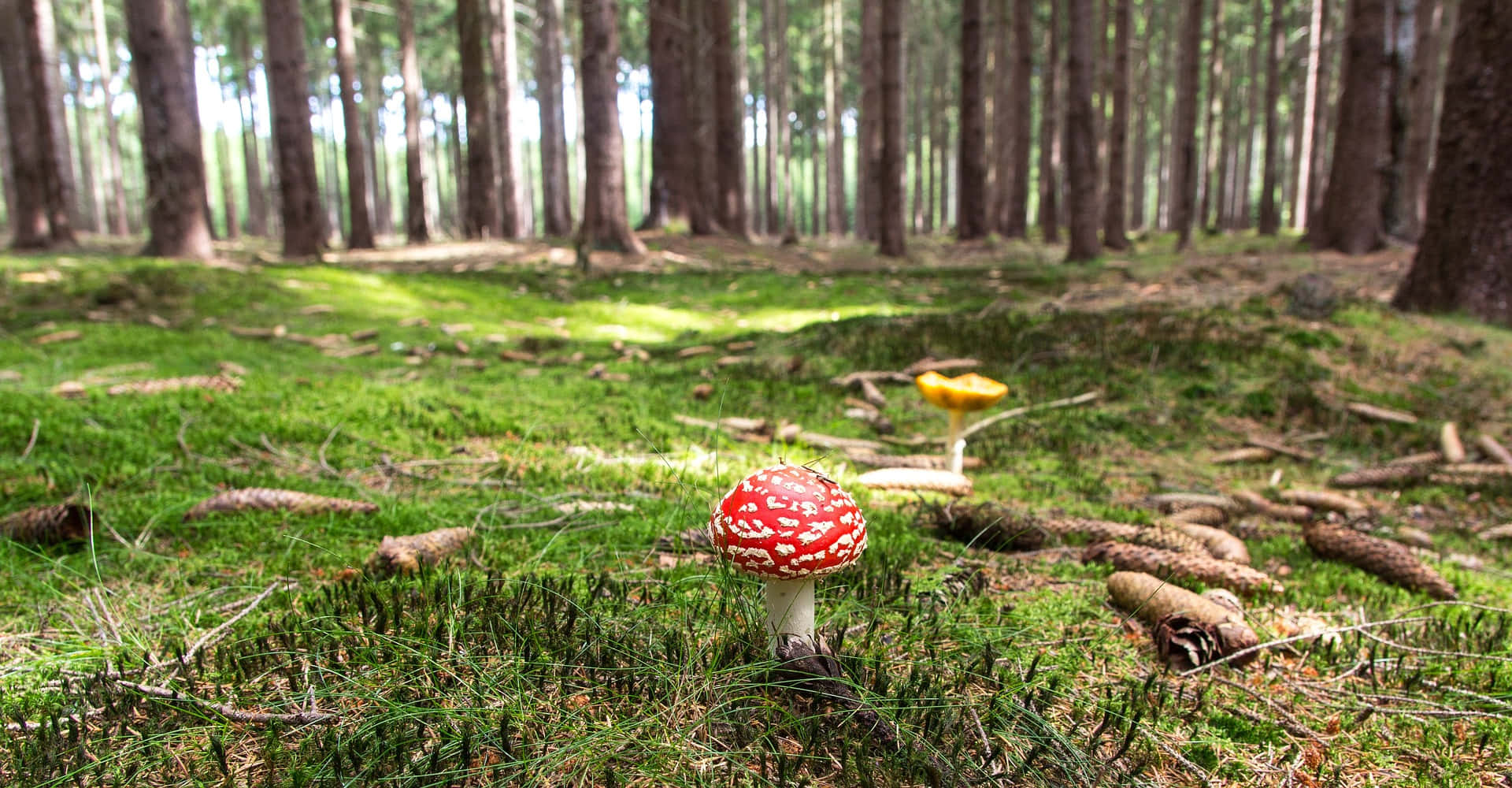 Mushroom In Beautiful Forest Picture