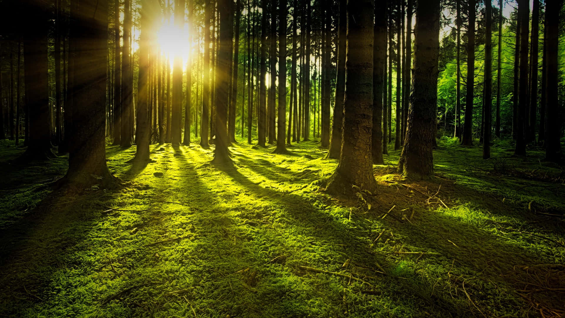 Bright Sunlight In The Beautiful Forest Picture