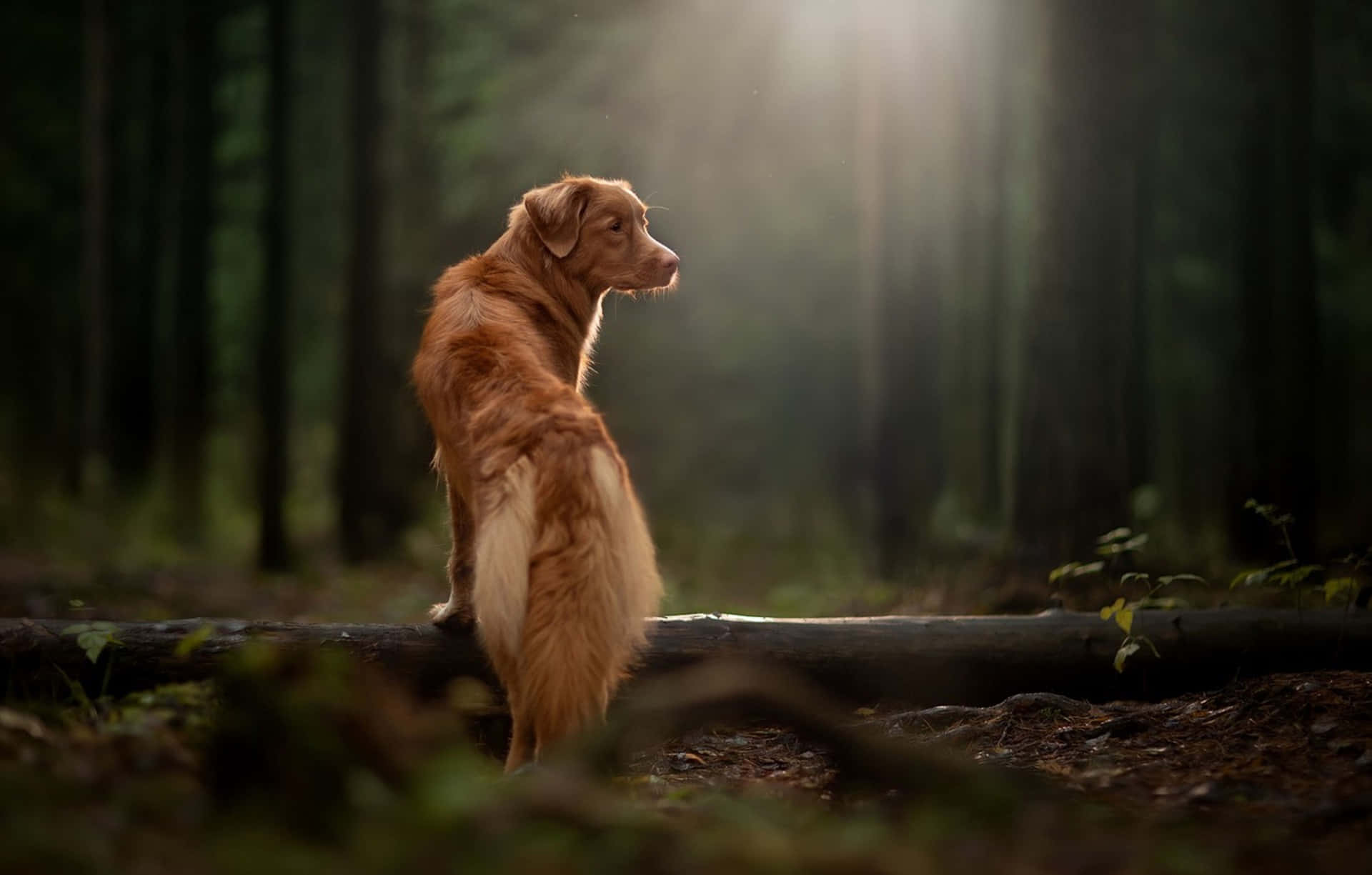 Hundi Den Vackra Skogsbilden