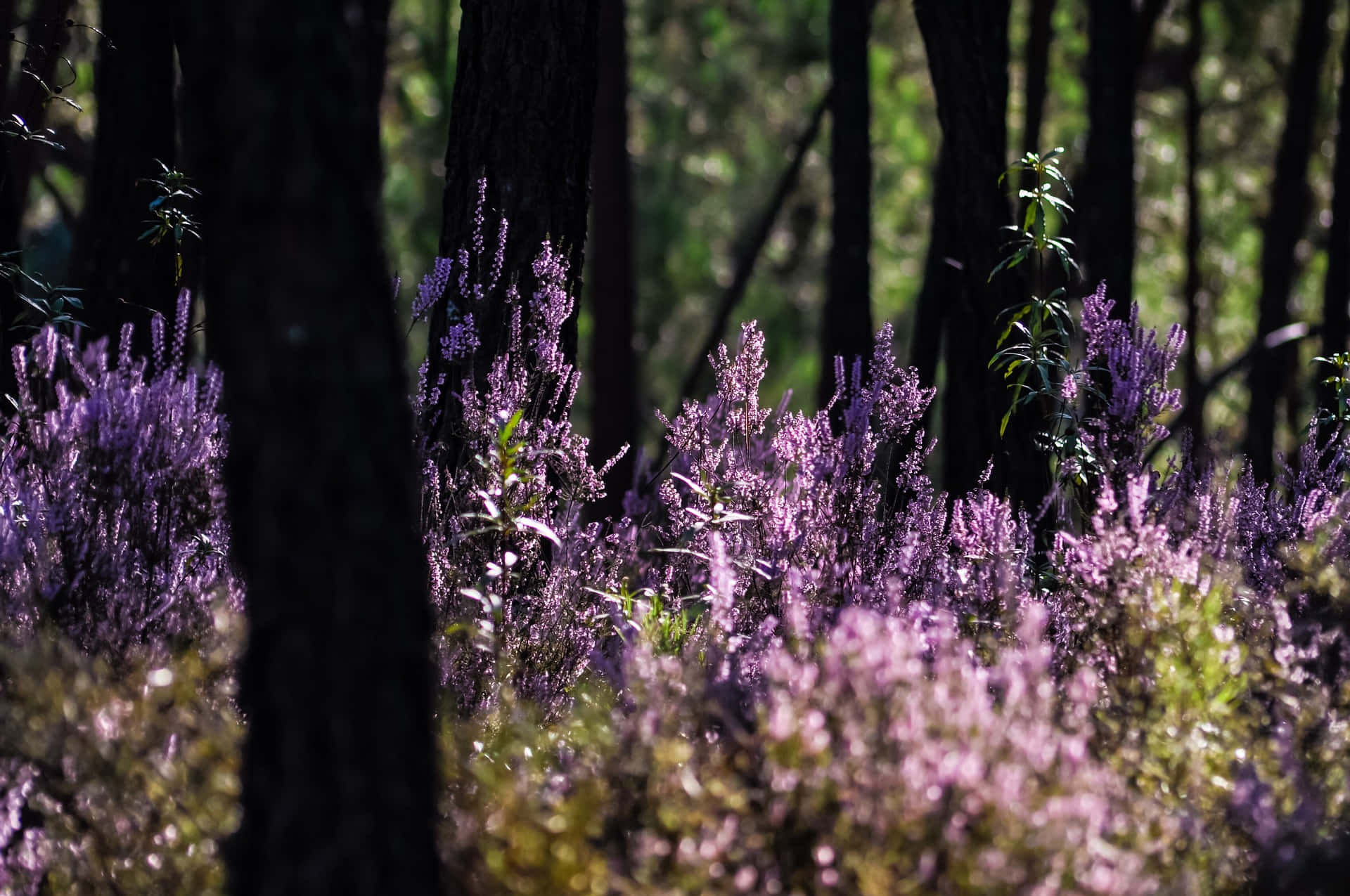 Lavendeli Den Vackra Skogsbilden