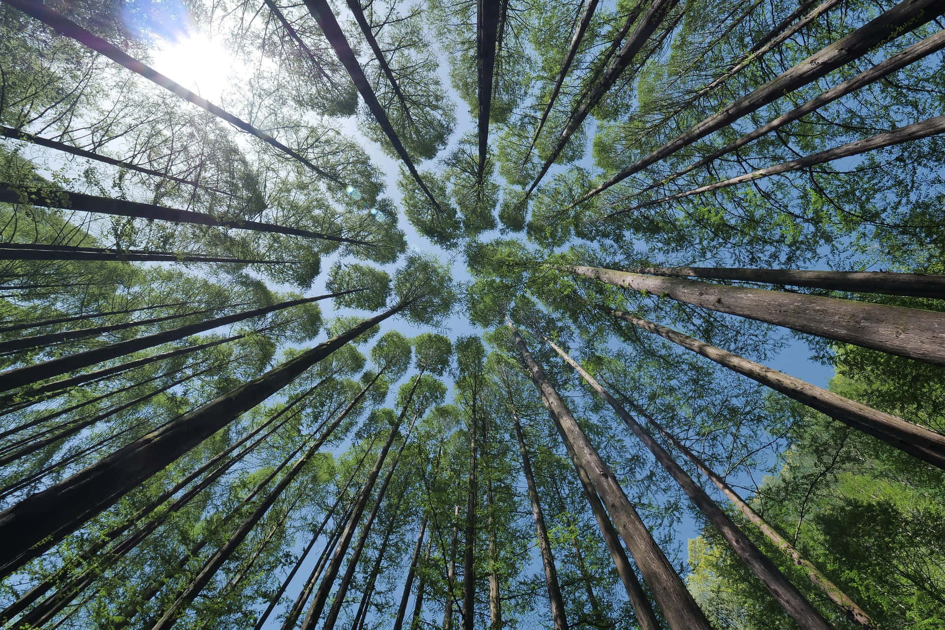 Vackerbild Av Höga Skogsträd