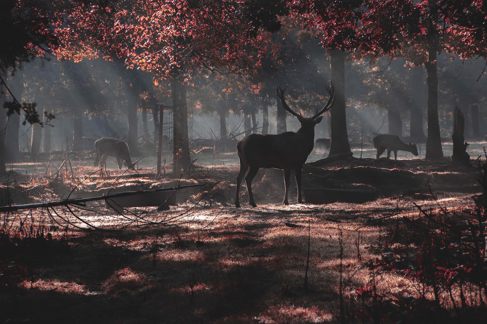Deer In The Beautiful Forest Picture