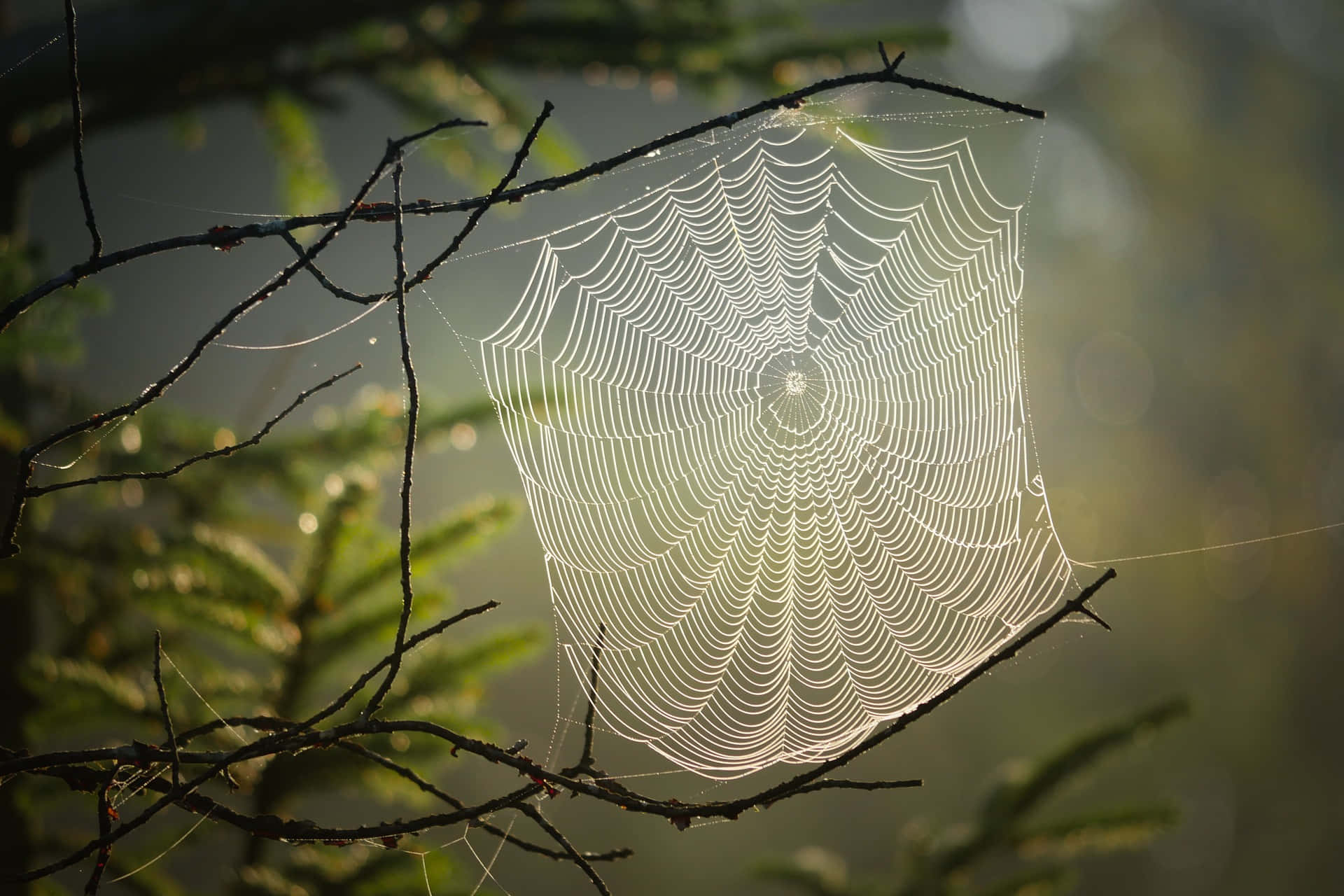 Spindelnäti Den Vackra Skogsbilden
