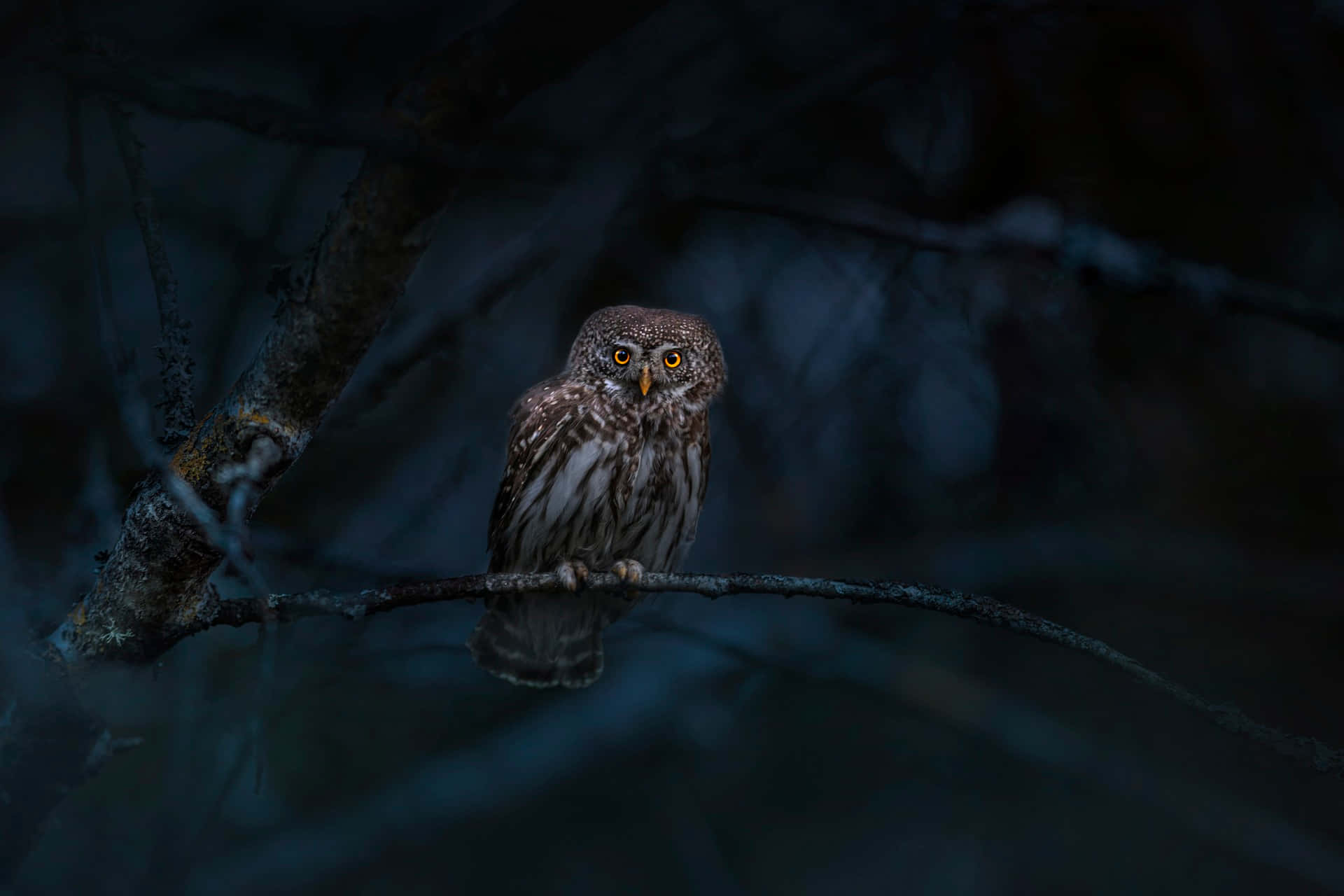 Owl In The Beautiful Forest Picture