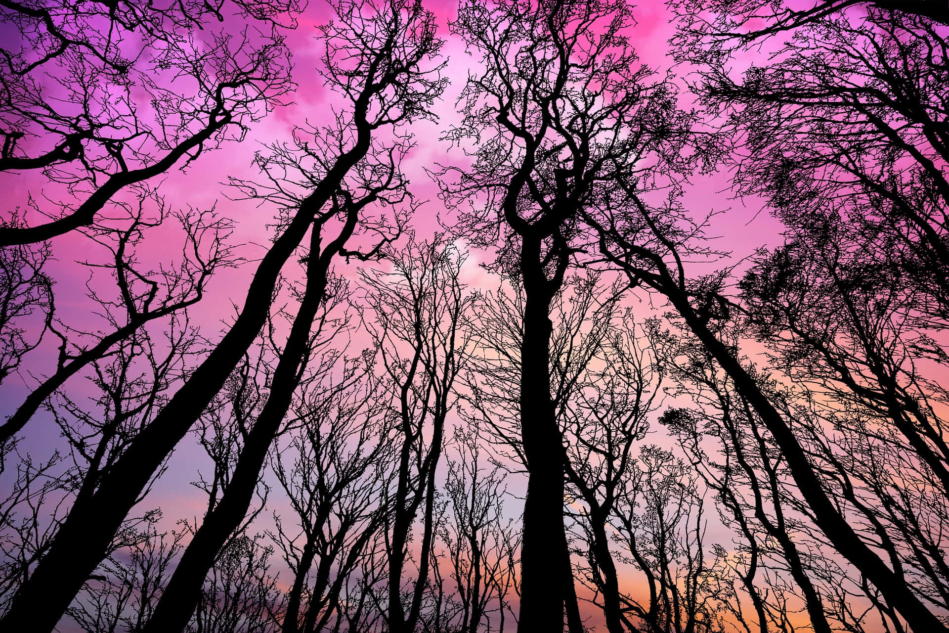 Bellissimaimmagine Di Una Foresta Contro Un Cielo Rosa.