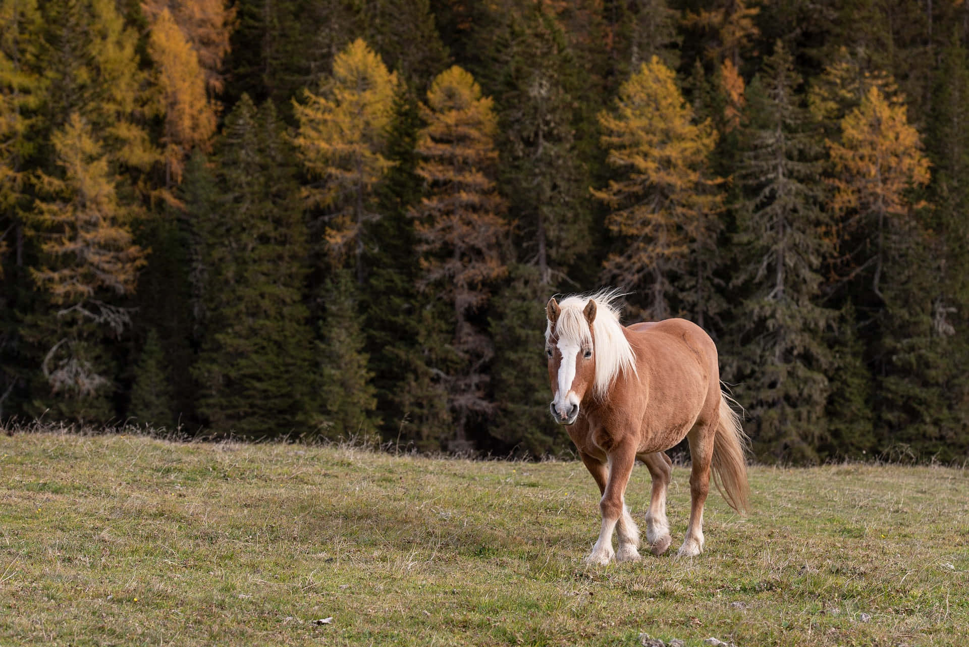 Immaginedi Un Cavallo Che Cammina Vicino Ad Una Bellissima Foresta